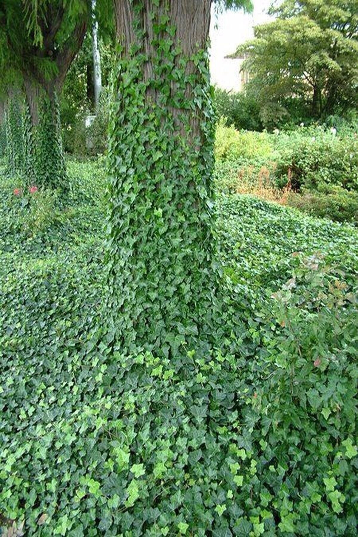 Floramut Herdem Yeşil Hedera Yeşil Orman Sarmaşığı Fidesi 3adet