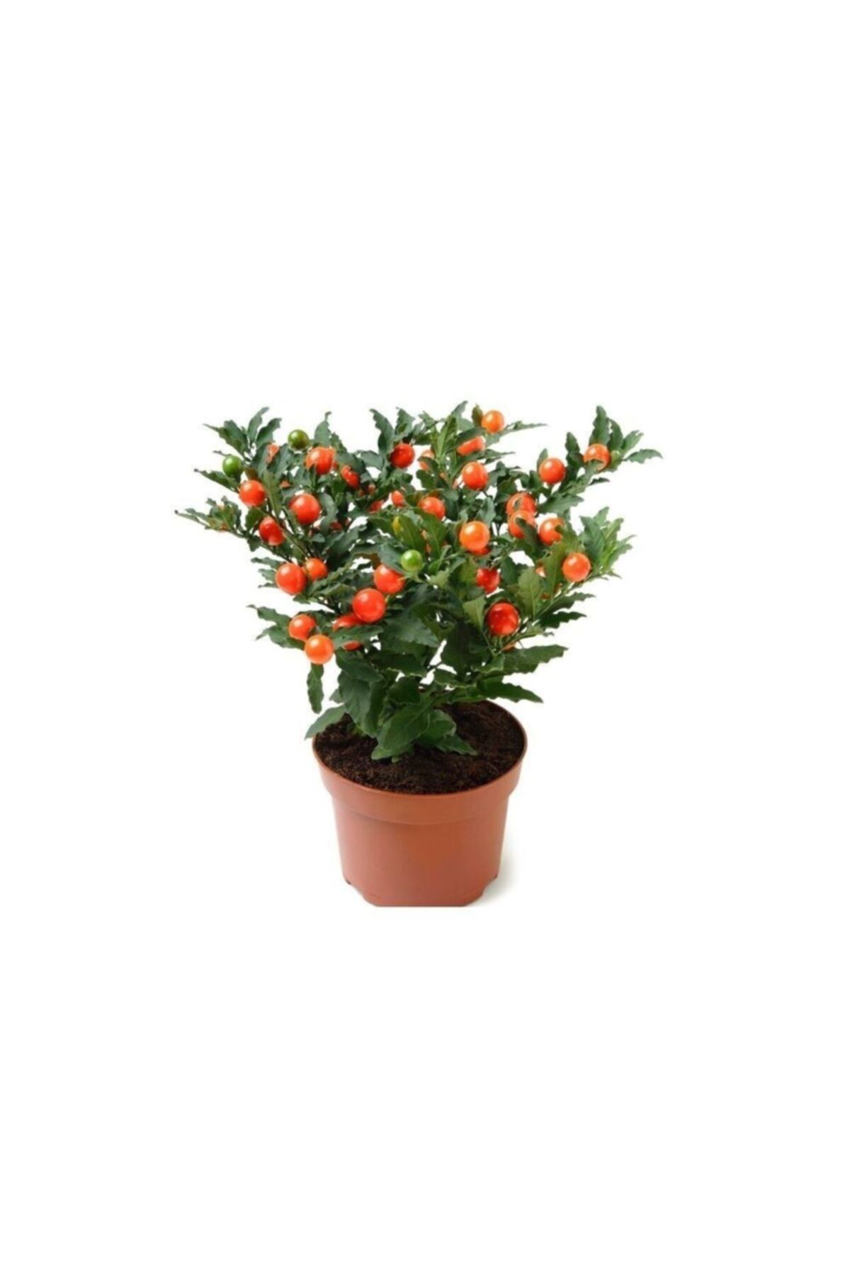 Fidanistanbul Solanum Pseudocapsicum Kırmızı Kudüs Kirazı