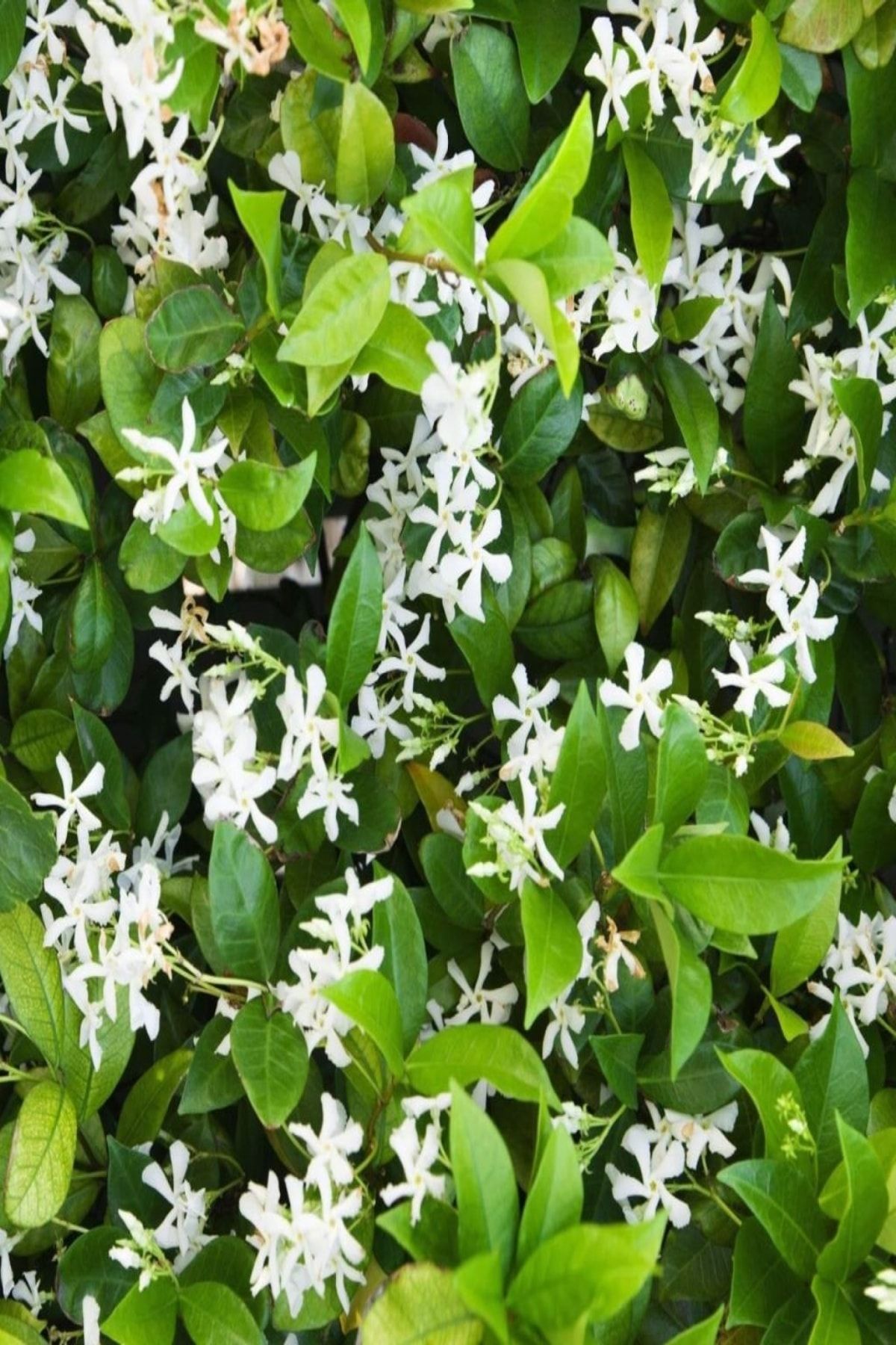 Mutlu Paket Tüplü Beyaz Çiçekli Yasemin (white Jasmine) Fidanı