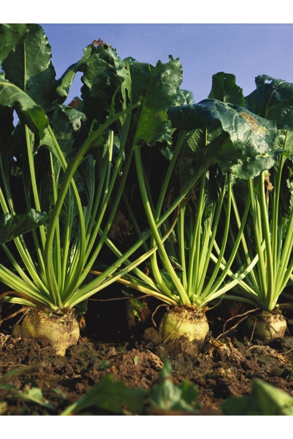 Köy Tohumları 200 Adet Tohum Nadir Şeker Pancarı Tohumu Yeni Hasat Pancar Tohumu Organik Saksı Topra