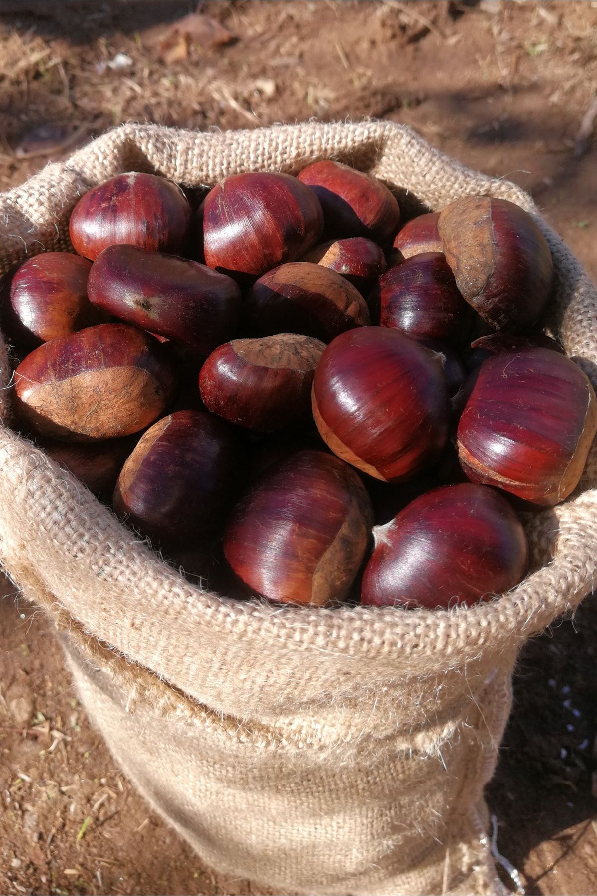 Akçaev Kestane 1 Kg Ödemiş Kestanesi Kara Aşı Iri Kestane