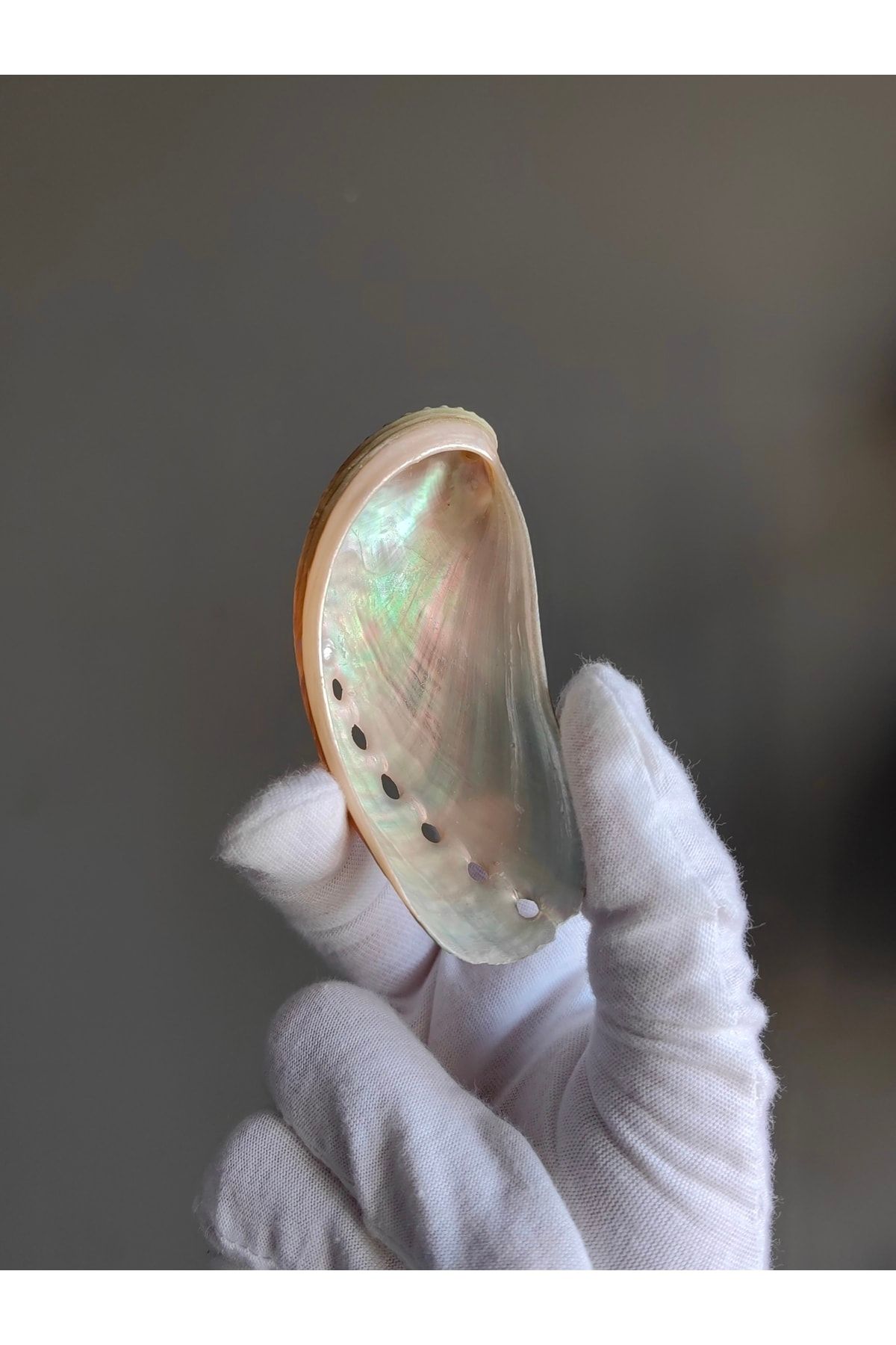 Seashell Rio Deniz Kabuğu ; Naturel Abalon / 1 Adet / 6-8 Cm