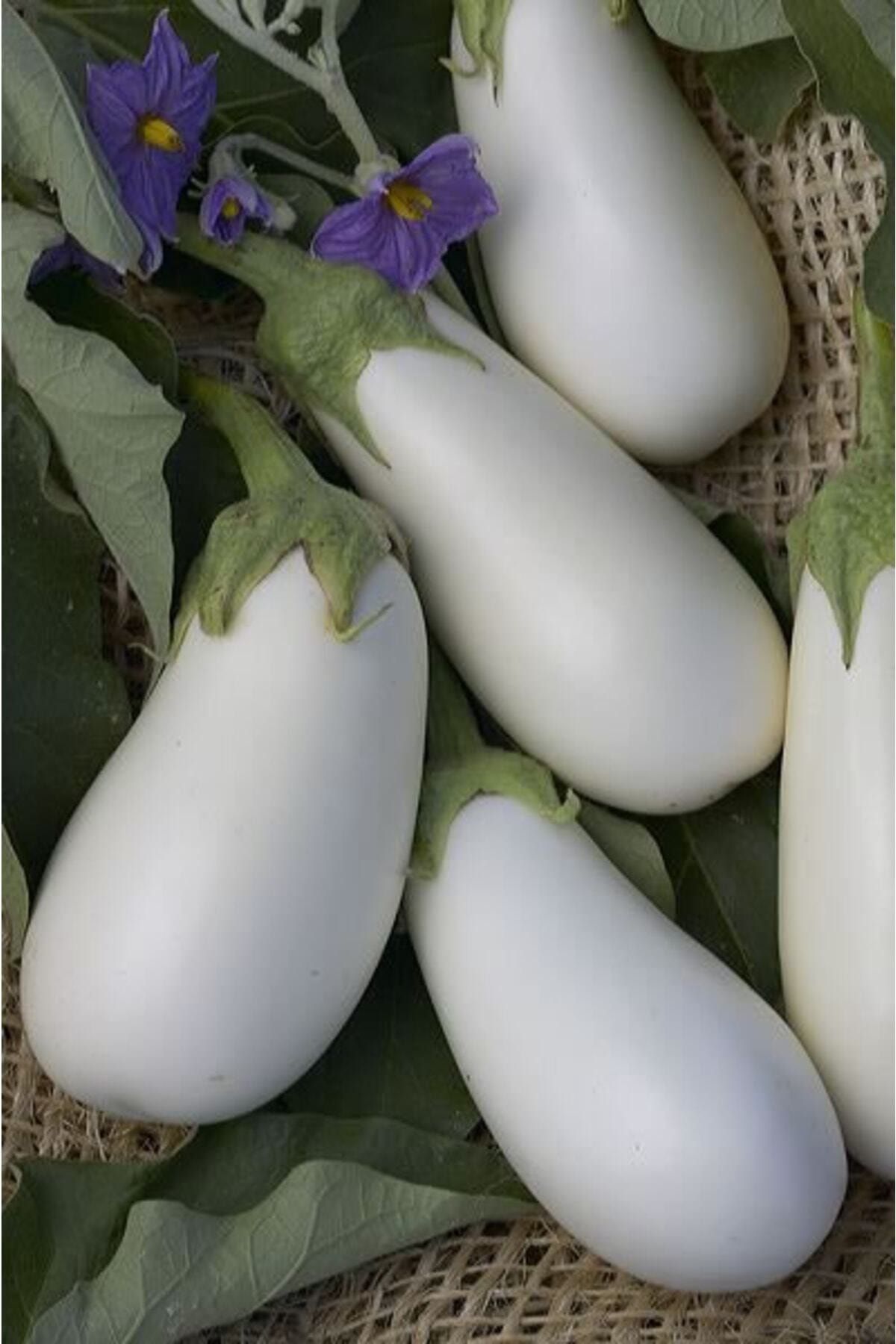 Köy Tohumları 25 Adet Tohum Organik Taze Beyaz Patlıcan Tohumu Ithal Saksılık Hobi Bahçe Tohum Saksı Toprak Hediye