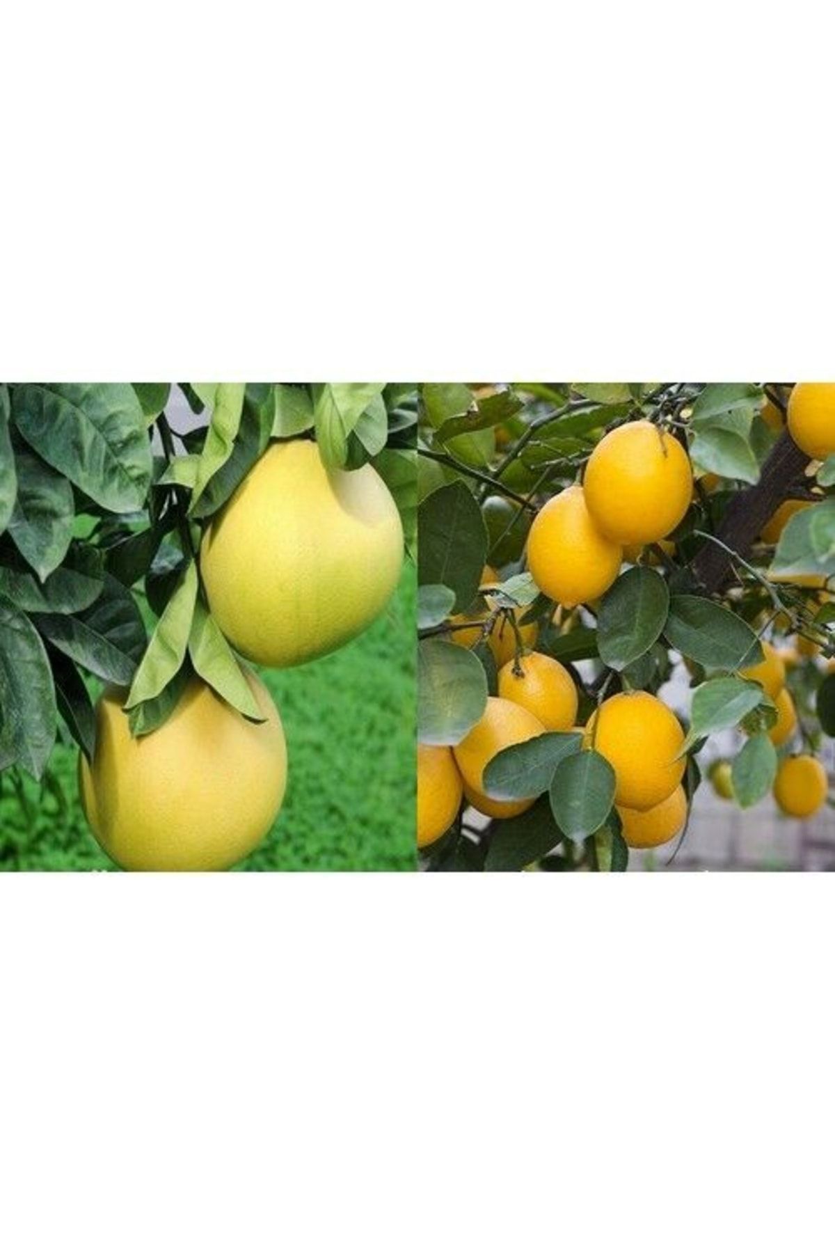 Gloria Tüplü Aşılı Yediveren Limon+şadok Ağaç Kavunu 2 Yaş 90-110 Cm
