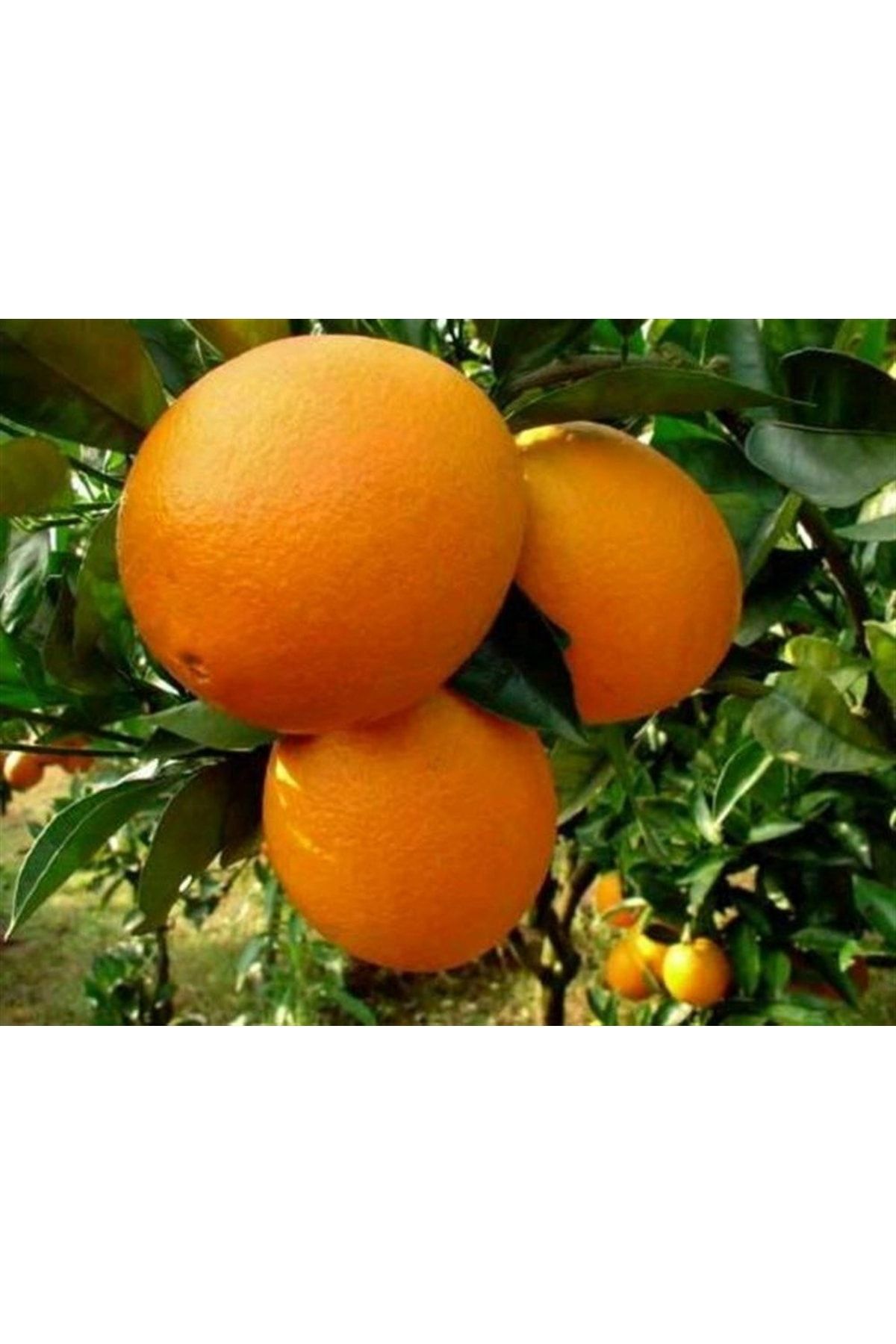 Gloria Bodur Aşılı Yediveren Limon-portakal-kamkat-mandalina Fidanı