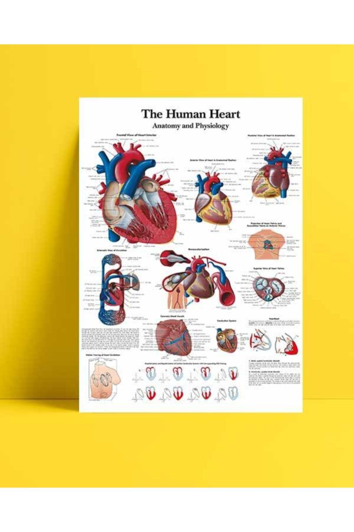 Postercim Insan Kalbi Anatomisi Ve Fizyolojisi Kuşe Kağıt