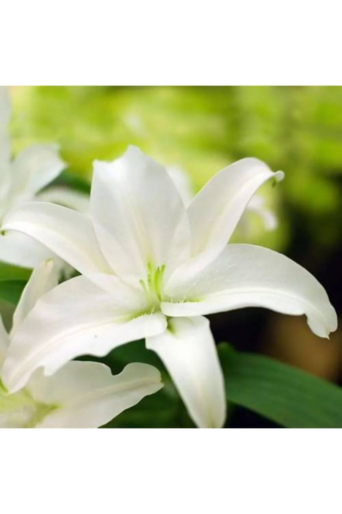 pearlexoticseed Zambak Çiçek Tohumu Sade Beyaz 15 Adet