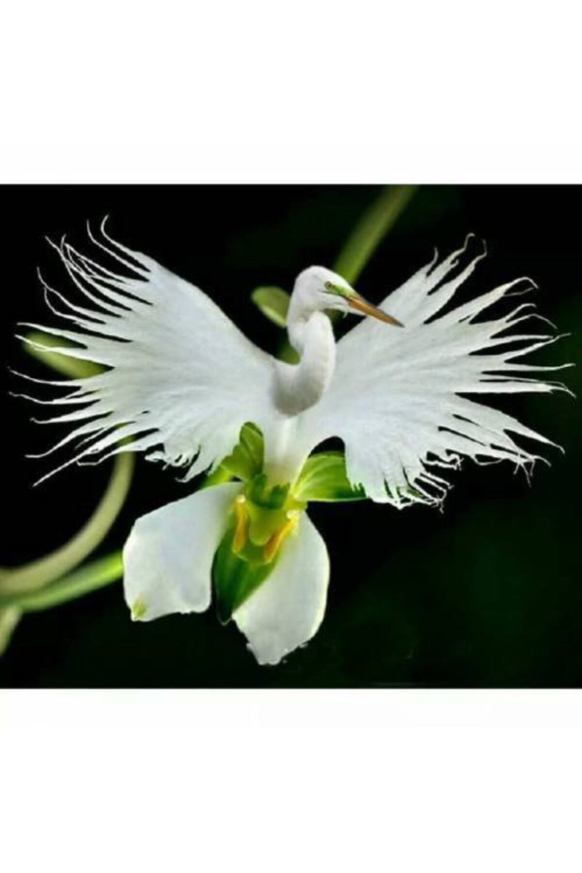 pearlexoticseed Orkide Radiata Çiçek Tohumu 15 Adet
