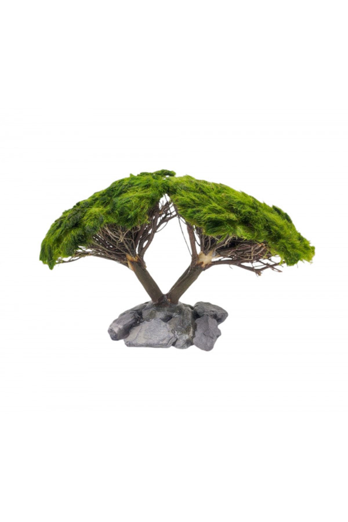 Marimo Scape Ikili Ağaç Figürü Moss Sarılı 's'