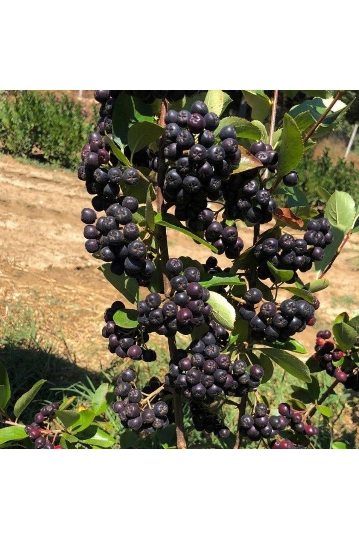 E-fidancim 1 Adet Saksıda Soğuklara Dayanıklı Her Bölgede Olabilen Süper Meyve Aronya Aronia Fidanı