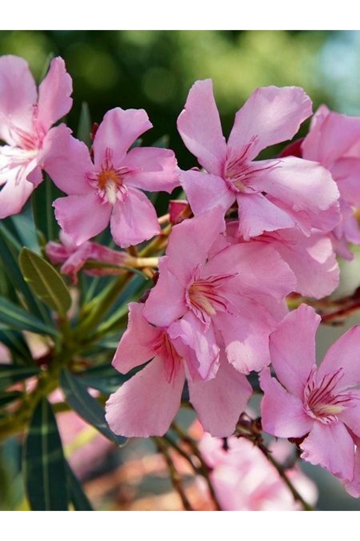 Gloria Tüplü Zakkum Fidanı Pembe Çiçekli Nerium Oleander