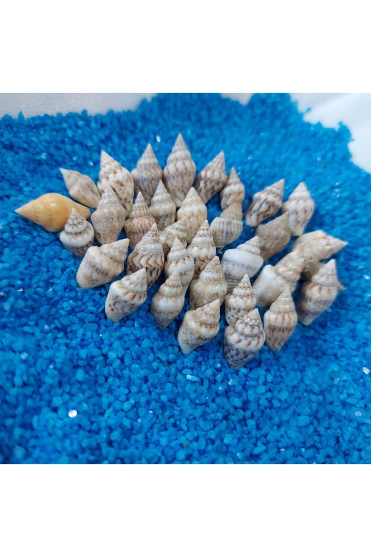 Aker Hediyelik Ucuz 7-15mm Minik Deniz Kabuğu 500gr Teraryum Deniz Kabukları Silis Akvaryum Süs Ufak Kabuk Tarzları