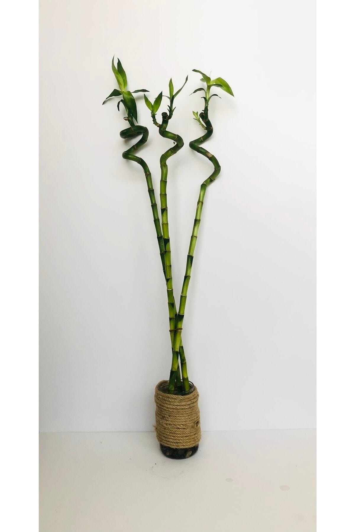 MAS Botanik 3 Adet 60-70 Cm Şans Bambusu - Lucky Bamboo