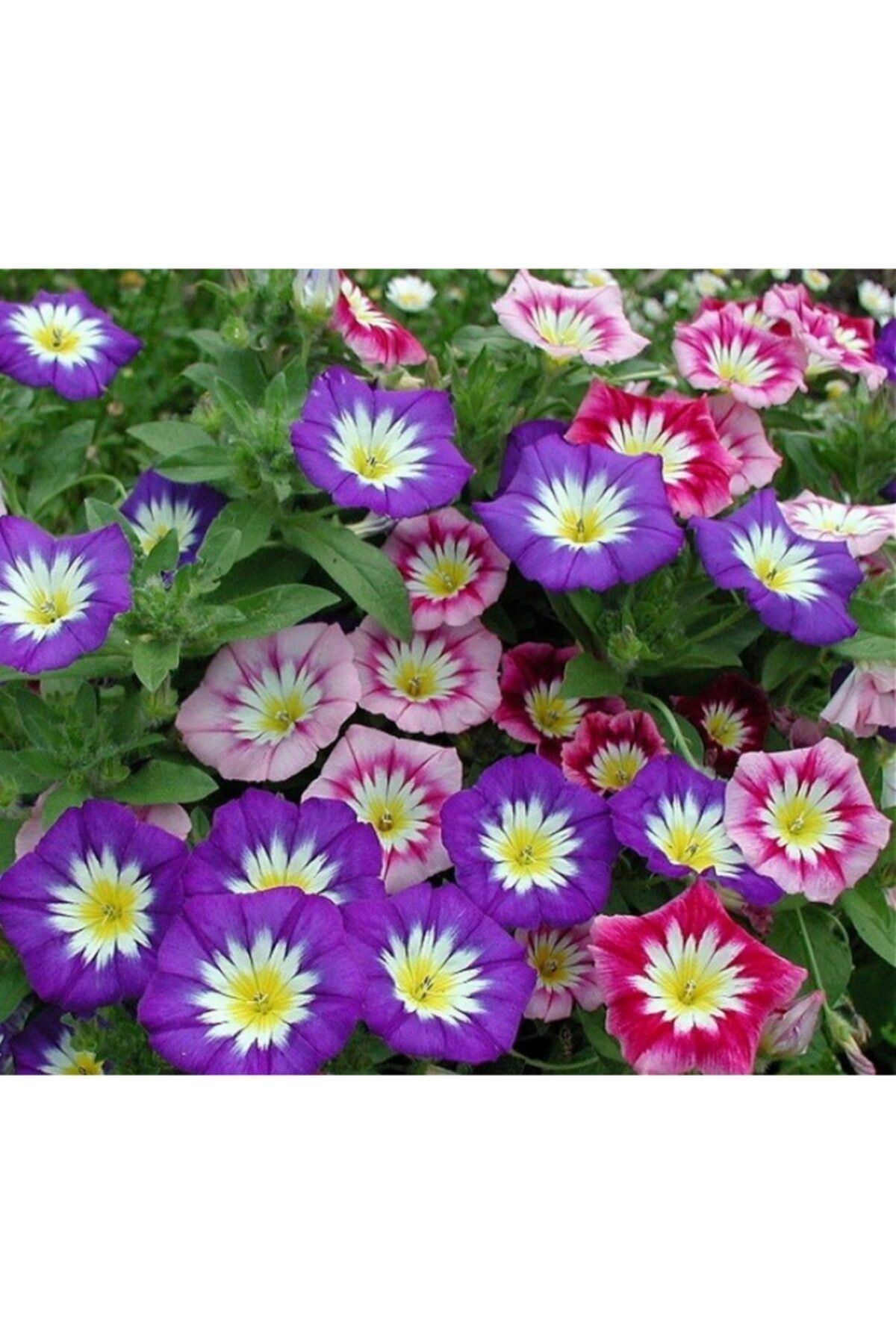 Fidanistanbul Gündüz Sefası Karışık Renk Çiçek Tohumu - 10 Adet