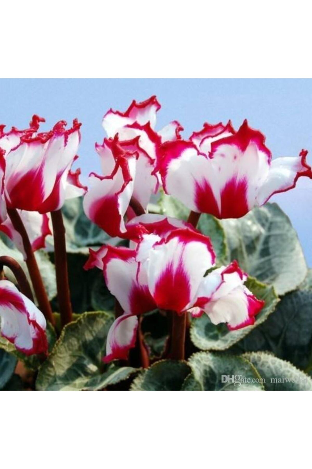 KAMONDO TOHUM 3 Adet Kırmızı-beyaz Göbekli Sıklamen Çiçek Soğanı