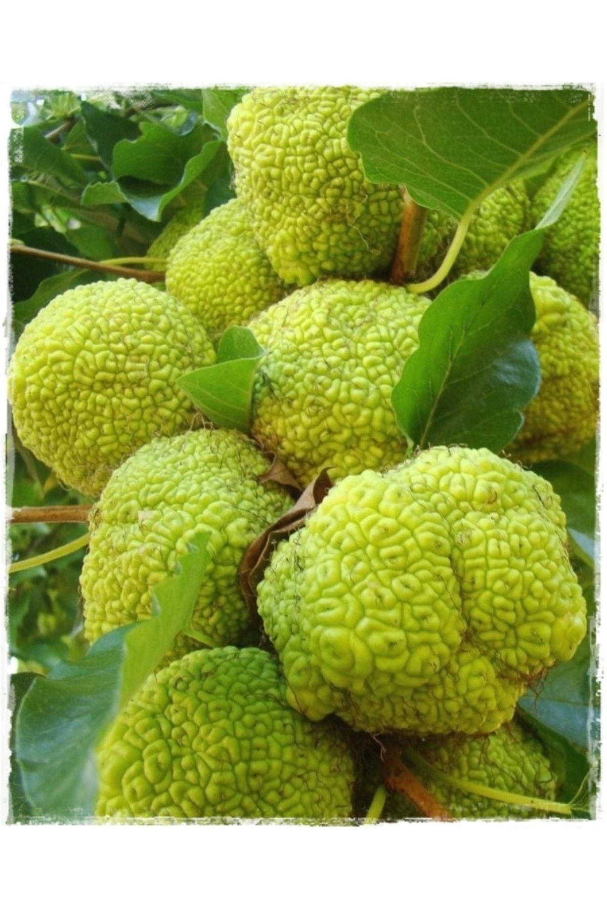 Genel Markalar Maclura Pomifera Yalancı (ayı) Portakalı Meyvesi / Yalancı Portakal 500gr