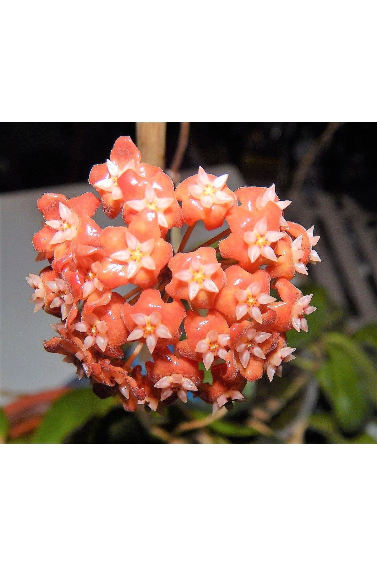 Aysima Çiçekevi Mum Çiçeği (yavruağzı) Renk Kokulu Hoya Carnosa Ev Ofis Salon Bitkisi