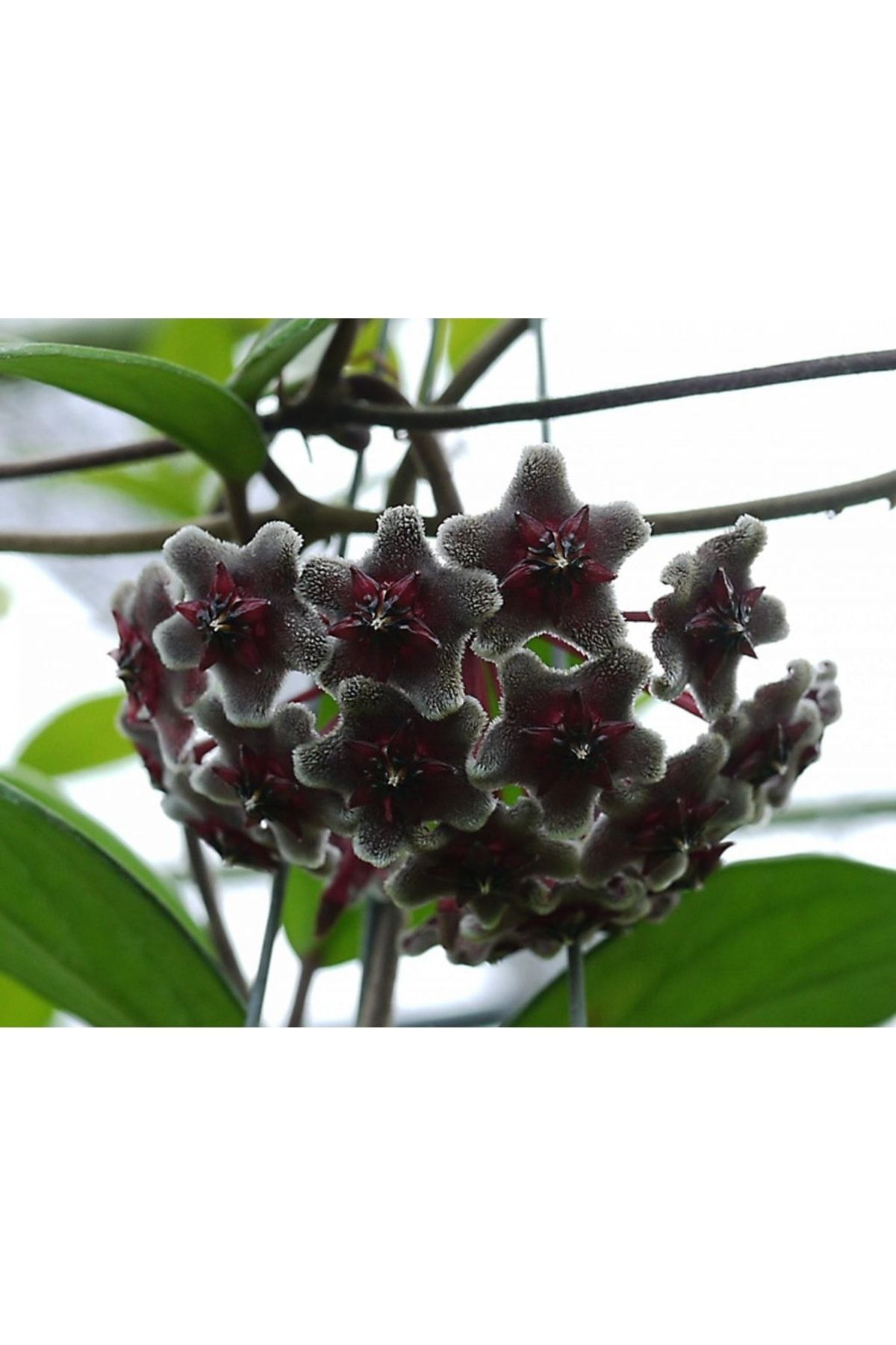 Aysima Çiçekevi Mum Çiçeği (siyah) Renk Kokulu Hoya Carnosa Black Ev Ofis Salon Bitkisi.