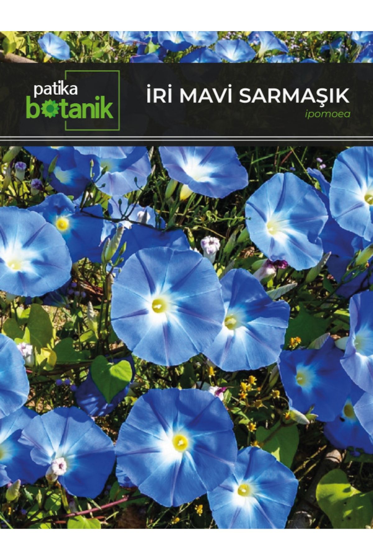 Patika Botanik 30 Adet Iri Mavi Sarmaşık Çiçek Tohumu