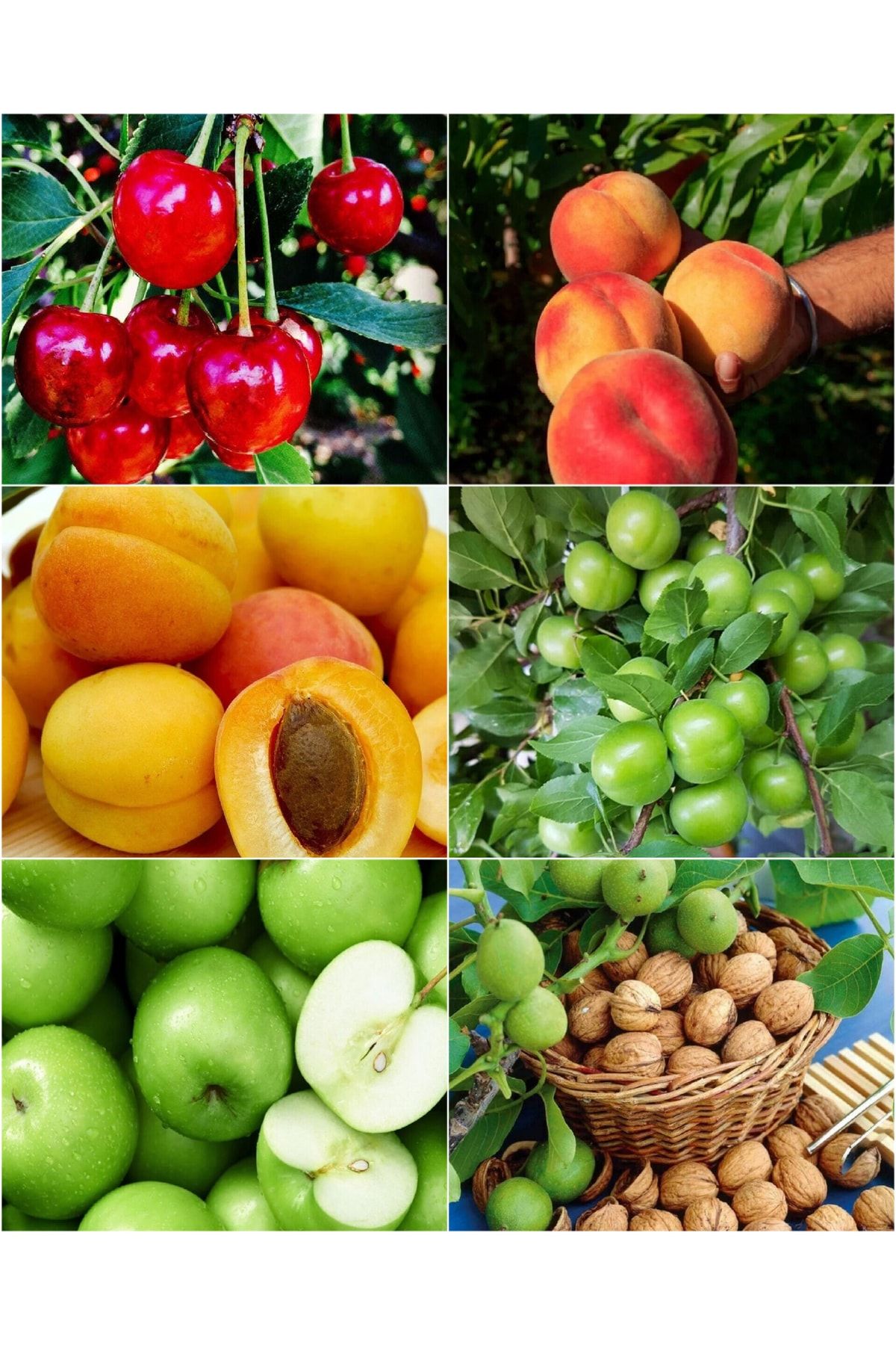 ÇERMİK FİDANCILIK 6 Çeşit Karışık Meyve Fidanı Vişne , Şeftali , Erik , Yeşil Elma Ve Ceviz