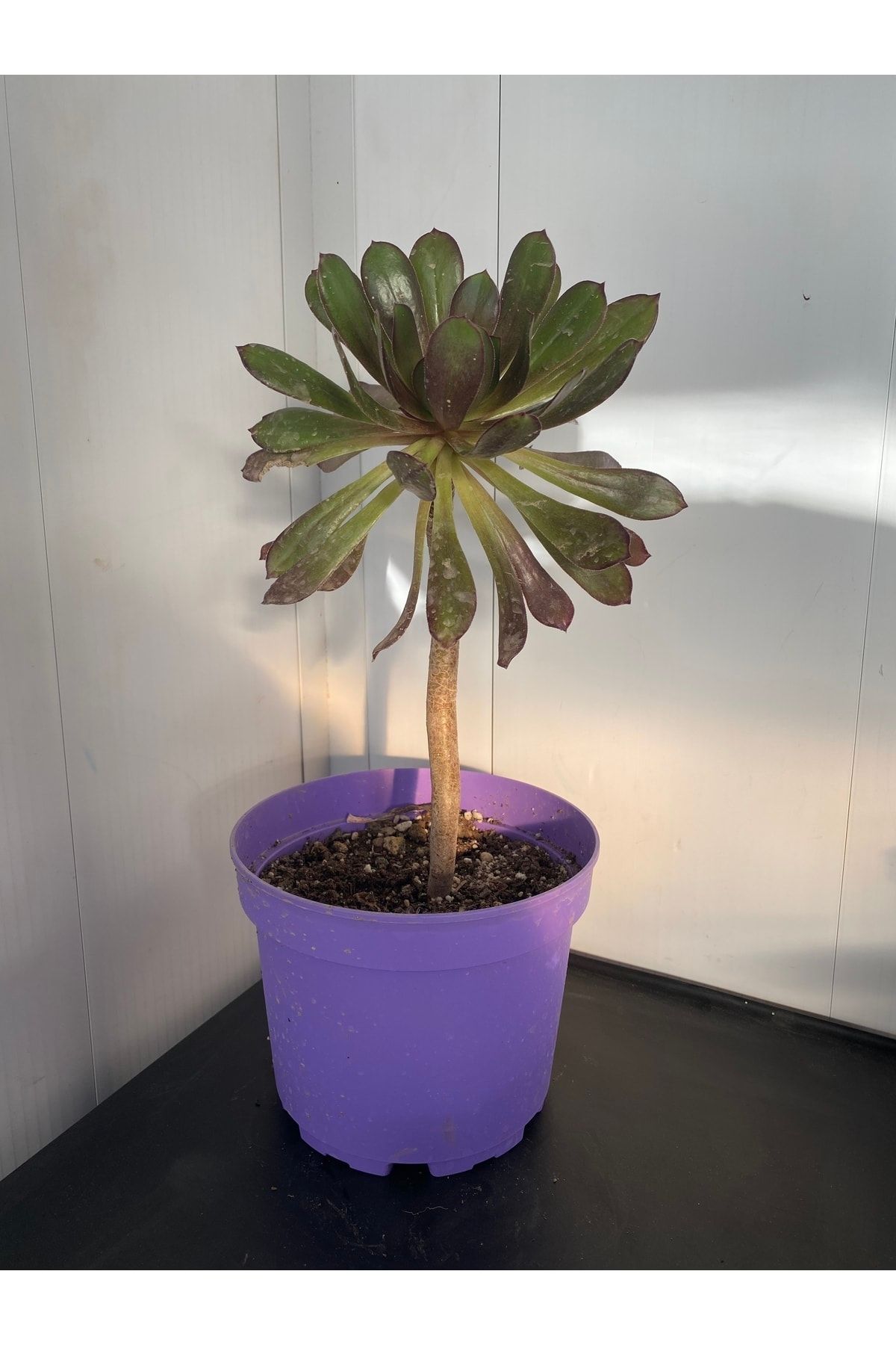 La Mortella Peyzaj Sukulent Aeonium Arboreum “zvartkop” ( Enginar Çiçeği)