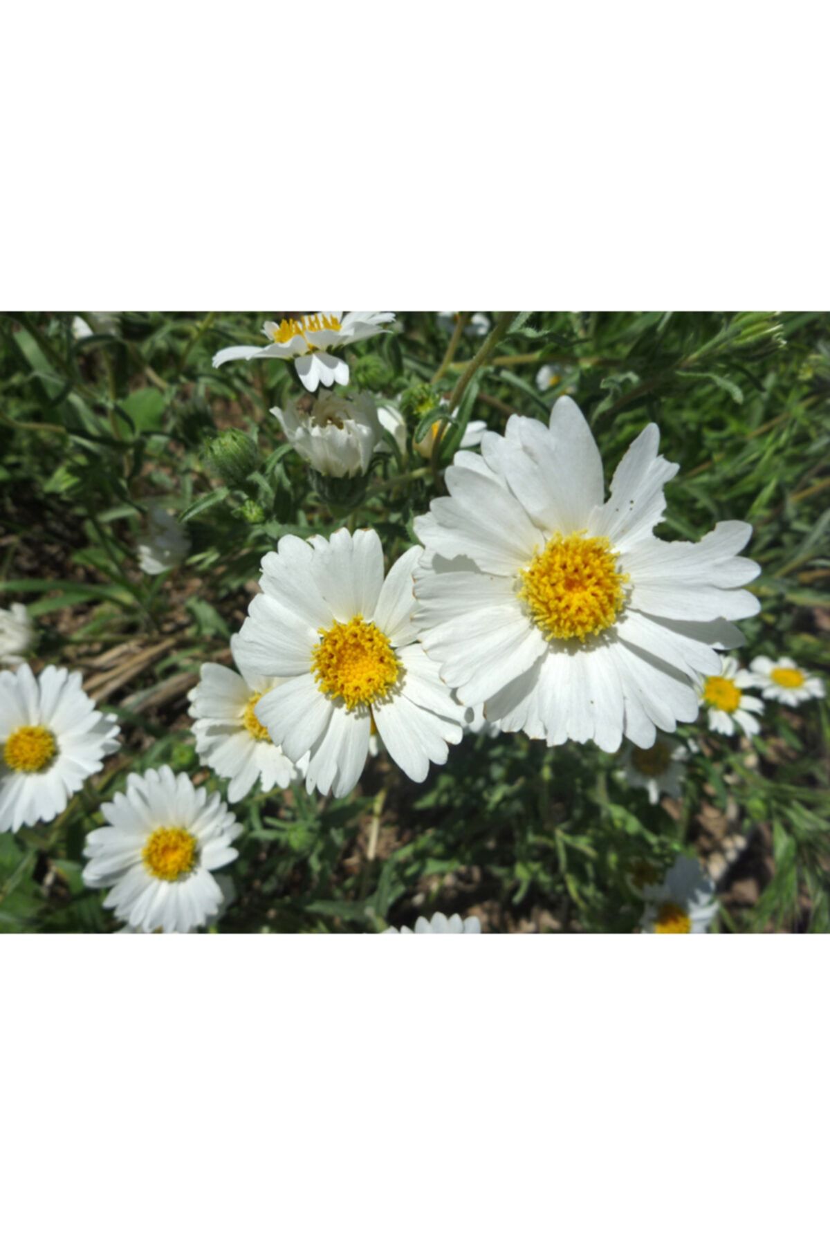 KAMONDO TOHUM 10 Adet Beyaz Renkli Layia Çiçek Tohumu