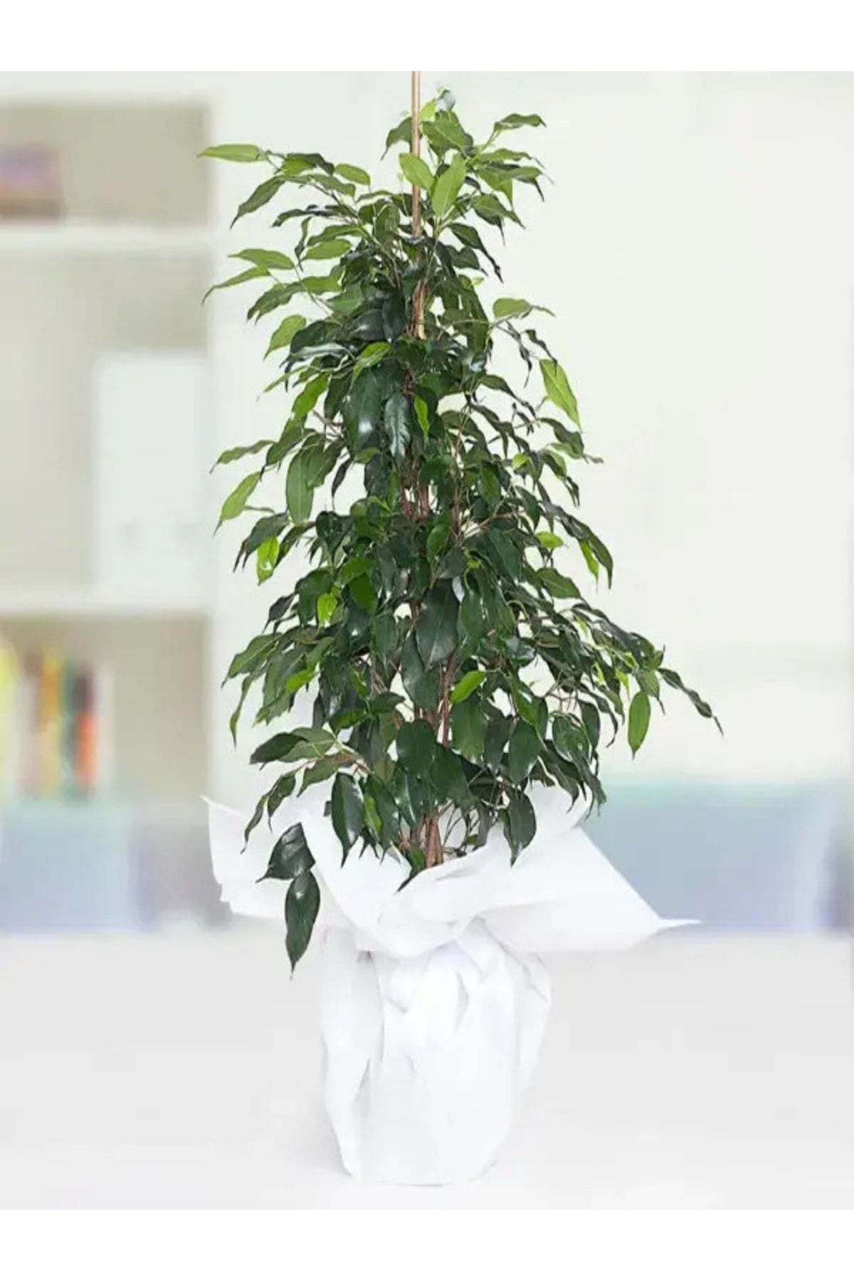 serada decor plant Benjamin Bitkisi 100 120 Cm Ficus Benjamina Danielle Salon Ev Ofis Bitkisi