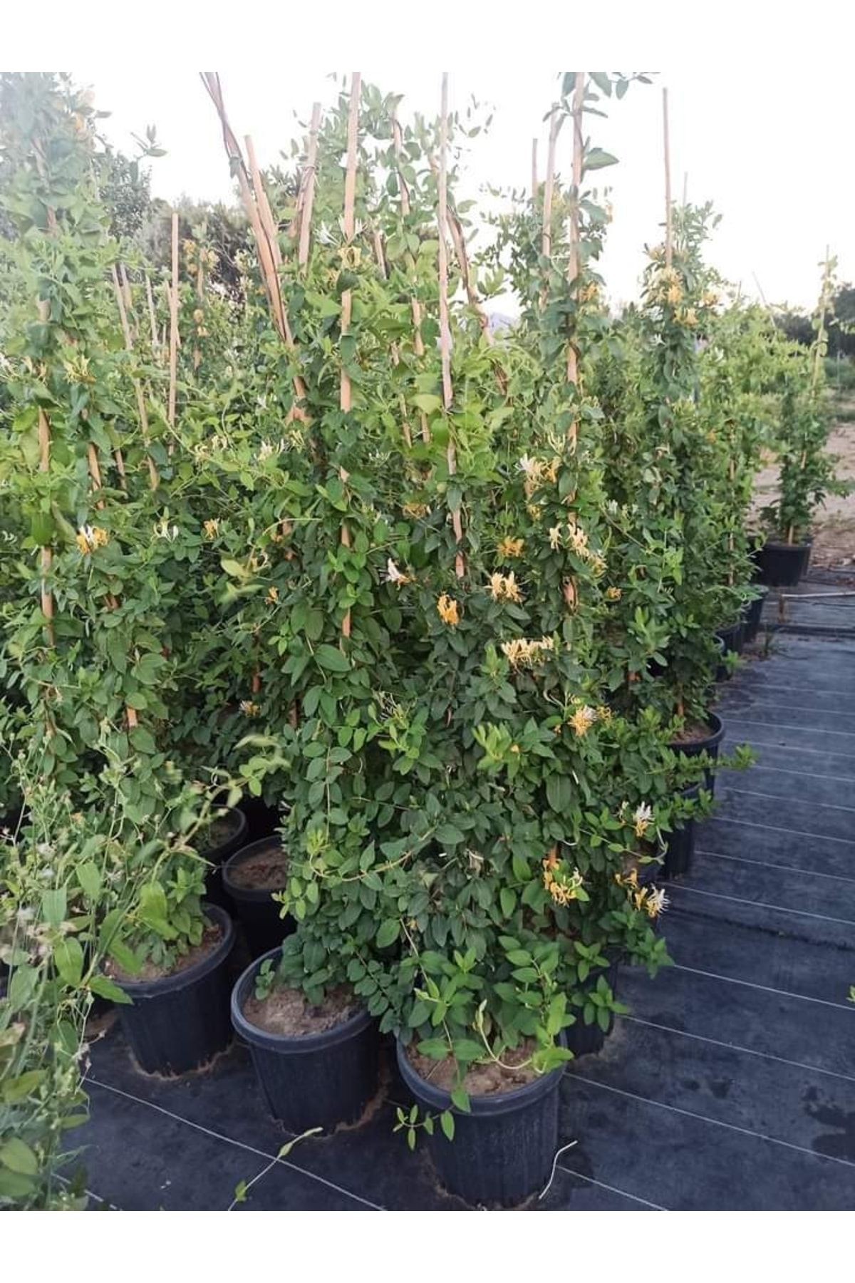 Bodrum Fidan Hanımeli Çiçeği