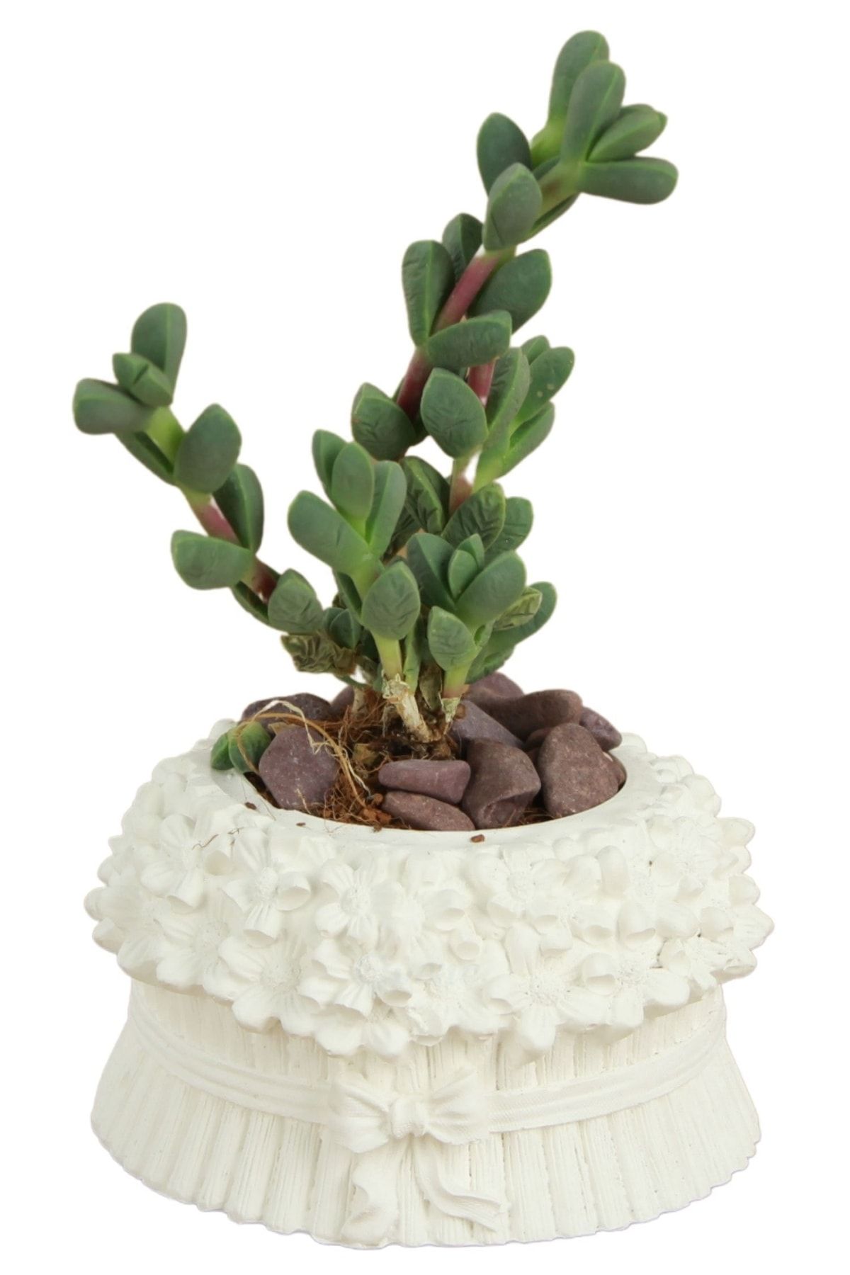 Evene Mini Çiçek Saksı Küçük Sukulent Beyaz Kaktüs Saksısı Çiçekli Fiyonklu Model