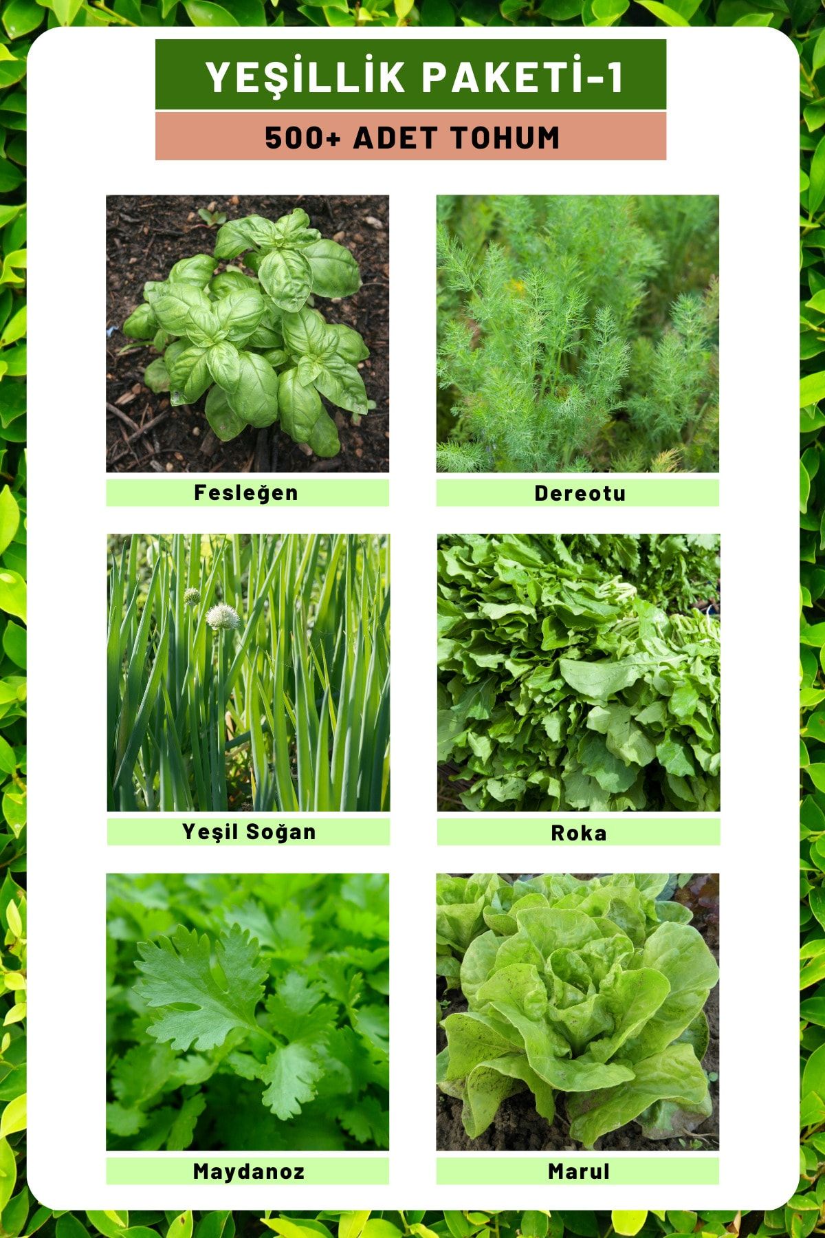 Tohum Seç Yeşillik Paketi-1 Fesleğen, Dereotu, Soğan, Roka, Maydanoz, Marul Tohum Seti, Toplam 500 Adet Tohum