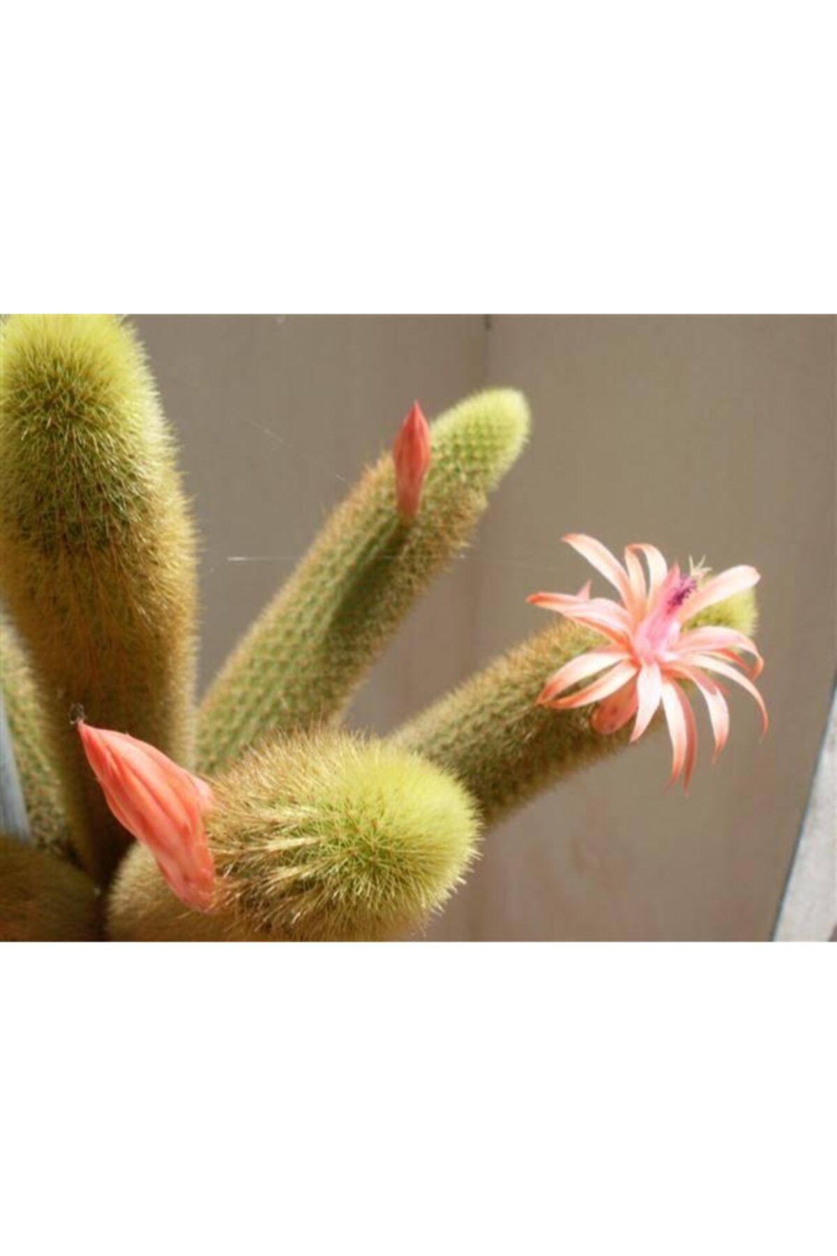 İthal Çiçekçilik Çiçek Açan Kaktüs Maymun Kuyruğu Hildewintera Aureispina Cactus