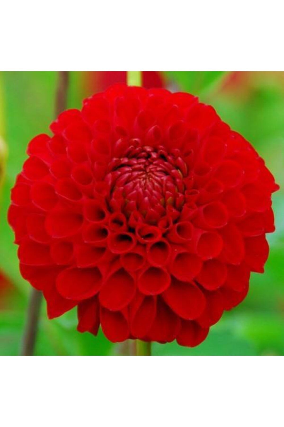 Asya Yıldız Soğanı Dahlia Nescio Soğanı Boy 80 cm