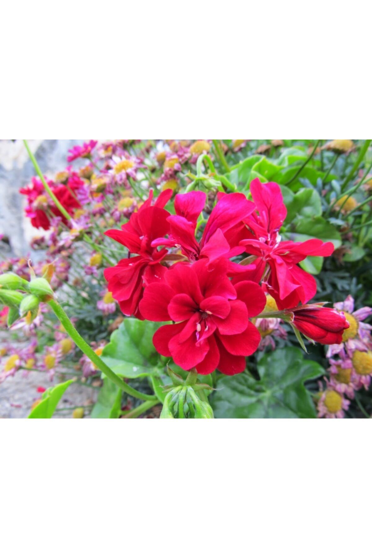 ruzgarbotanik Sakız Sardunya Çiçeği Karışık Renk 10 Adet GHFGHF