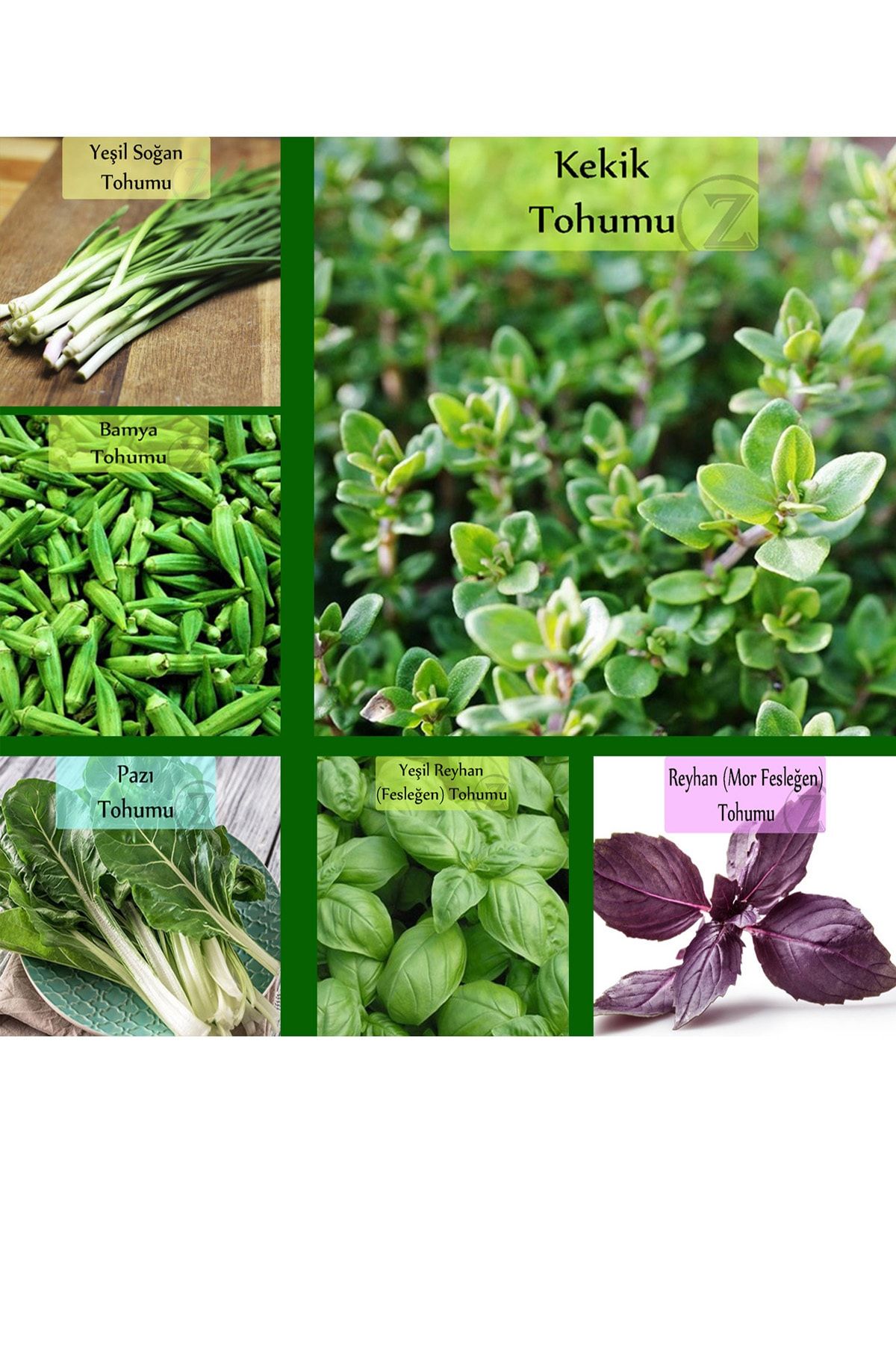 Zencefil Organik 6 Paket Tohum No6 Yeşil Soğan Kekik Yeşil Fesleğen Tohumu Bamya Tohumu Pazı Mor Reyhan Ot Tohumları