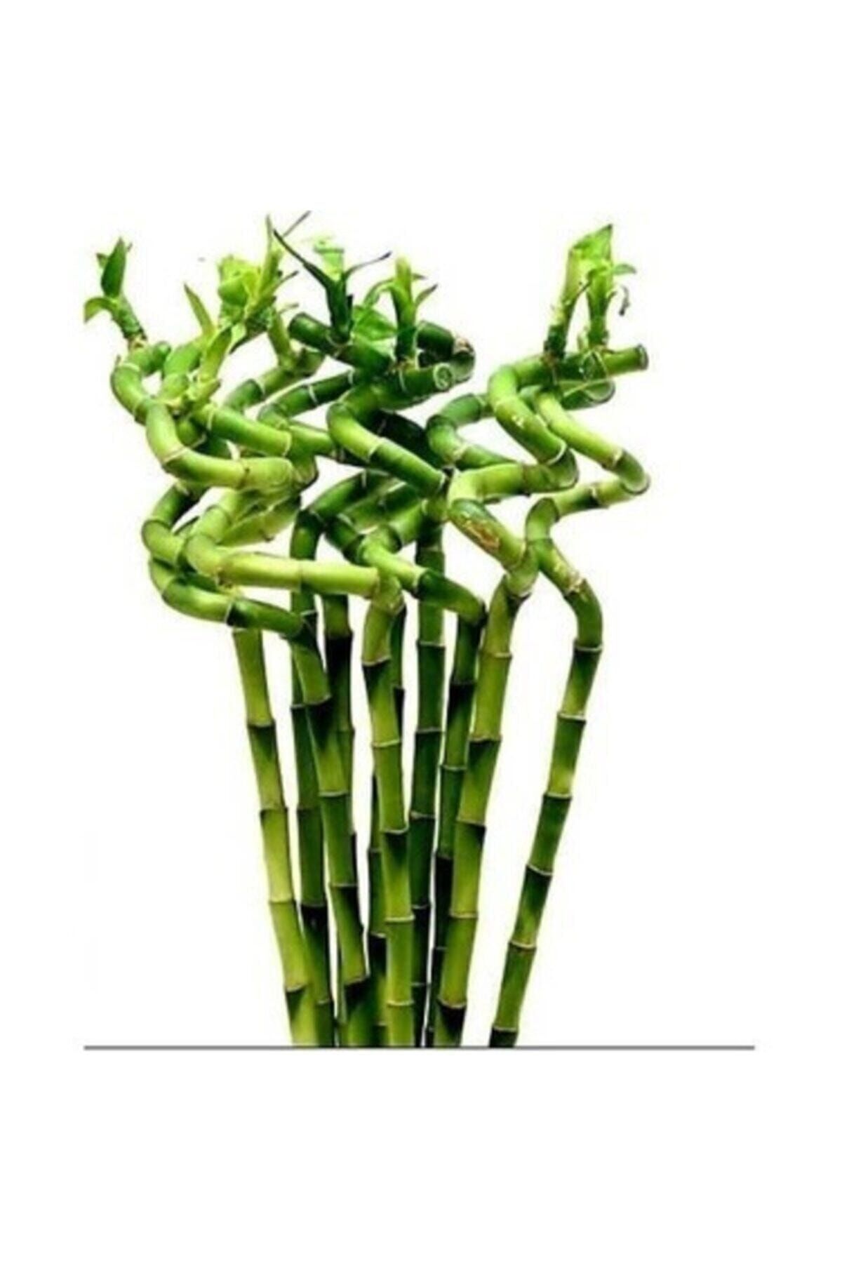 NADİR KAKTÜS Şans Bambusu Ithal Bambu Lucky Bamboo 50 60 cm 2 Adet Dekoratif Dal Bambu