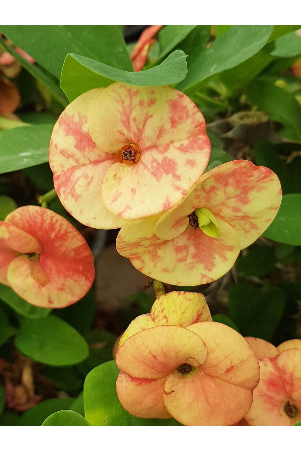 DOĞA BAHÇESİ Taylanda Mili - Dikenler Tacı Iri Ebrulî Çiçek Açan ( Bitki Boyu 5-7 Cm'dir) 5.5cm Saksılı