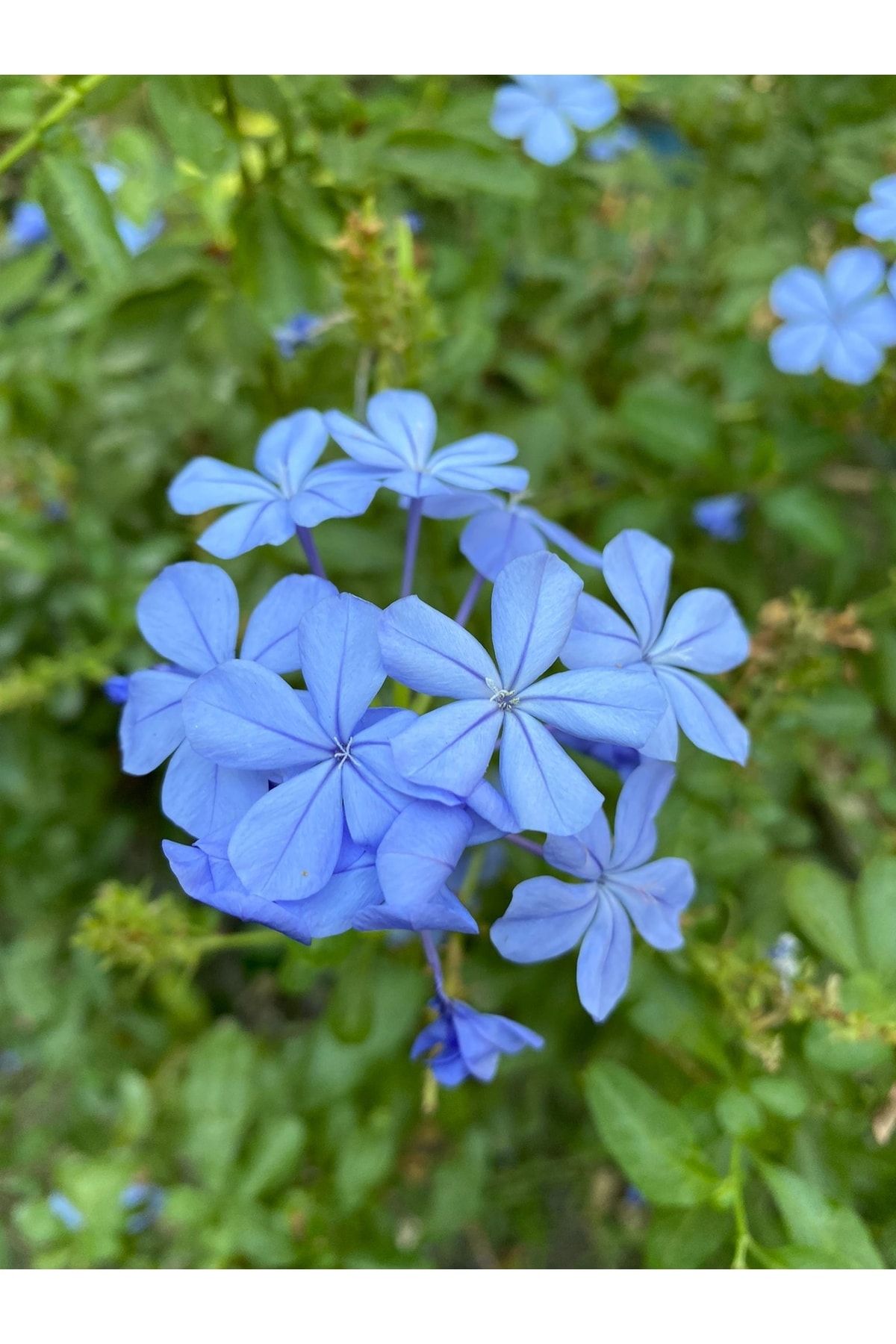 Bitkim Sende Videolu Mavi Yasemin Fidanı 25-45 Cm Saksılı Çiçekli Bodur Bitkiler Plumbago