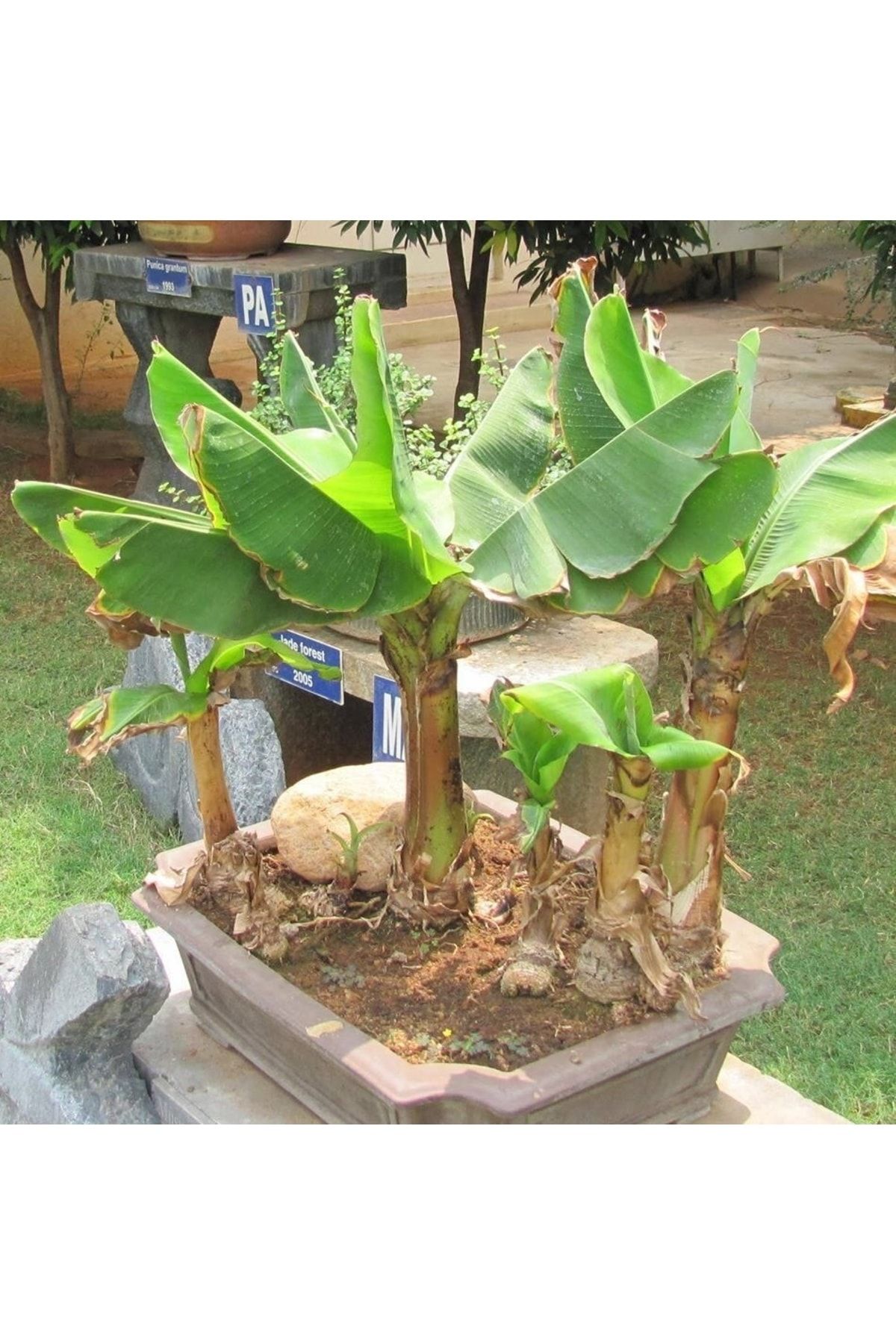 tohhum Muz Bonzai Tohumu Saksı Toprak Seti ( Banana Bonsai )