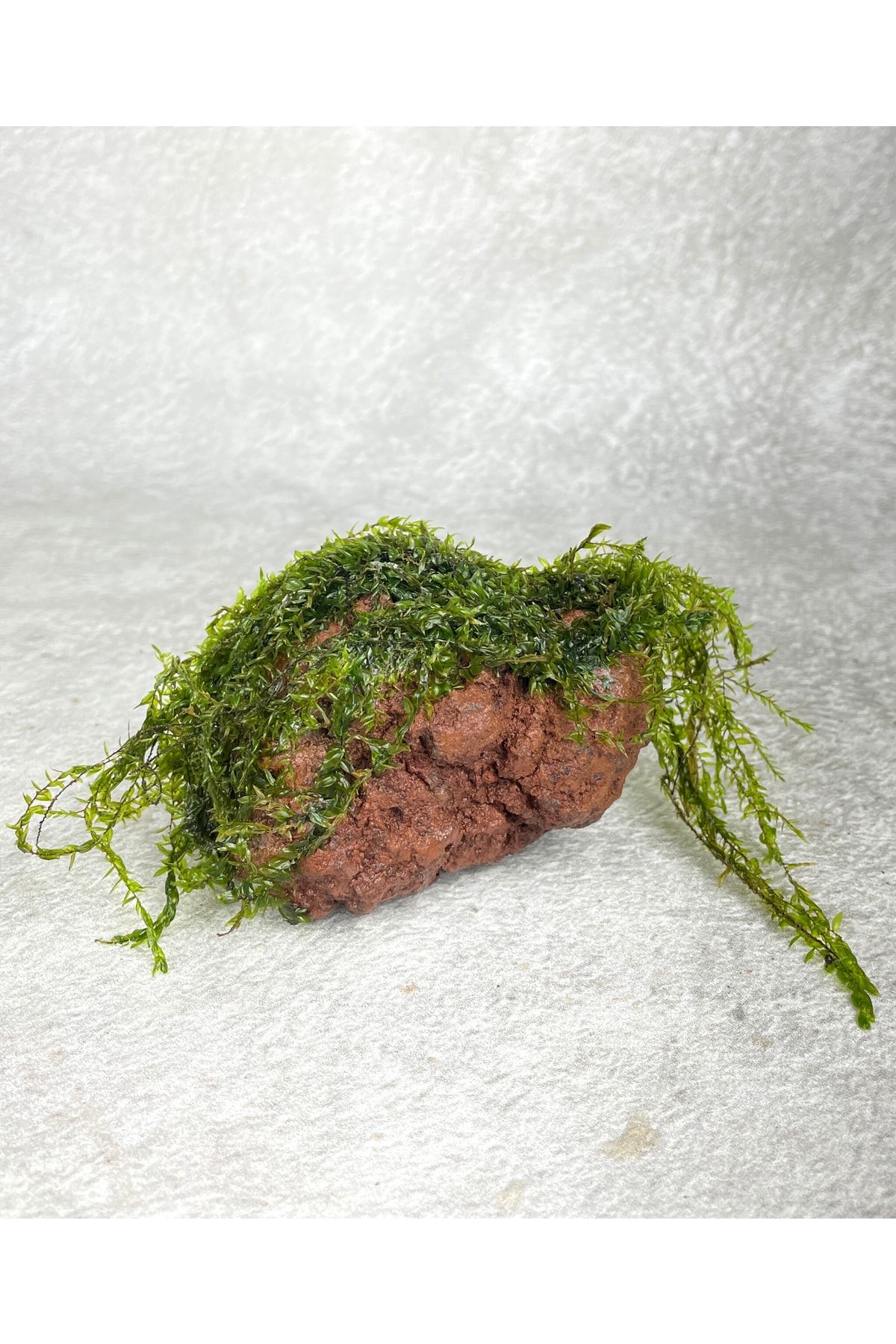 WOOF Moss Sarılı Lav Kayası Lav Kayası Akvaryum Dekoru 10-20 Cm Karides Ve Balık Yuvası Akvaryum Bitki