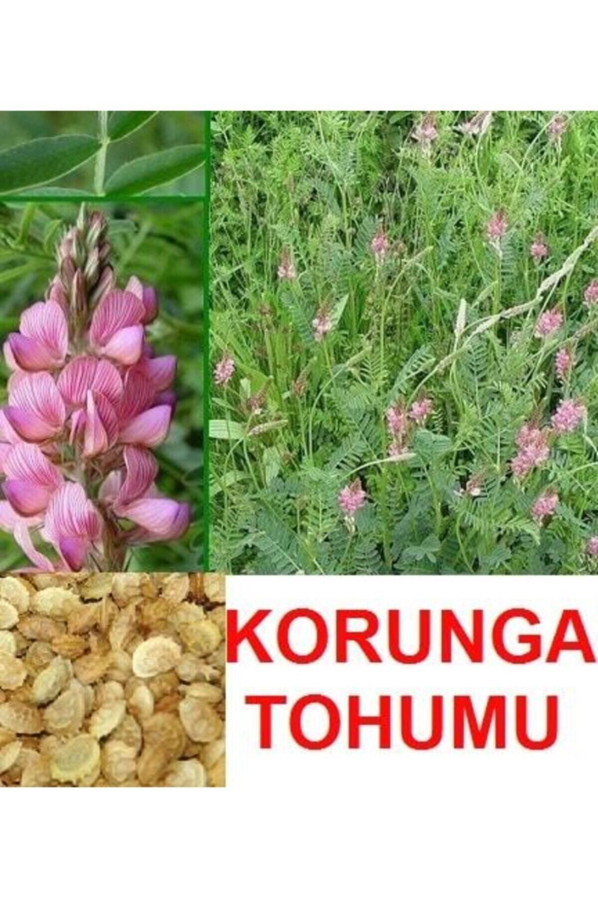 Tarımsal ve Hayvansal Ürünler Korunga Tohumu (2000 Adet)