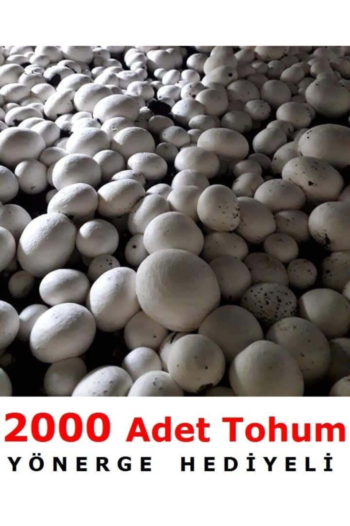 TohumGübre 2000 Adet Beyaz Şapkalı Kültür Mantarı Tohumu