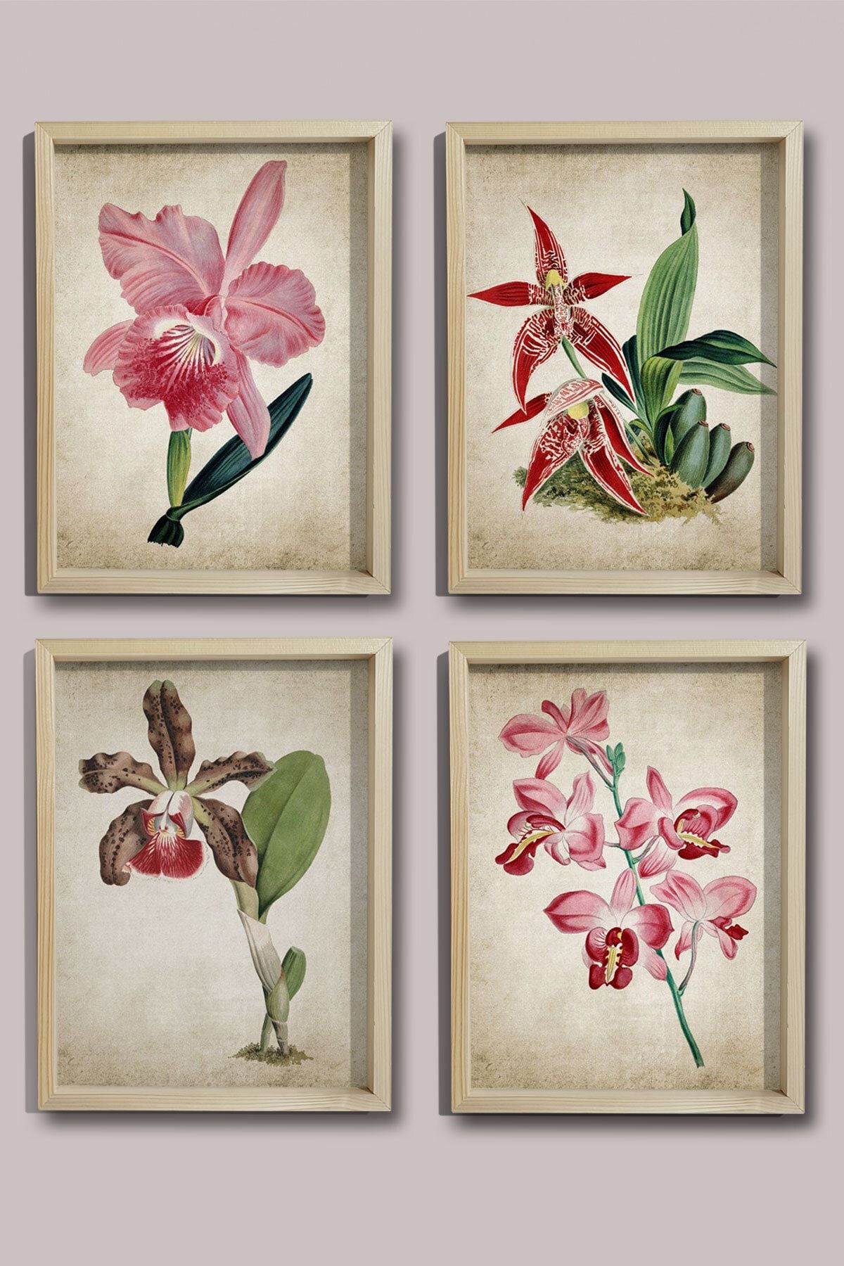 Dekor Loft Doğal Çam Çerçeveli Duvar Tablosu Antik Orkide Duvar Sanatı 4 Lü Set