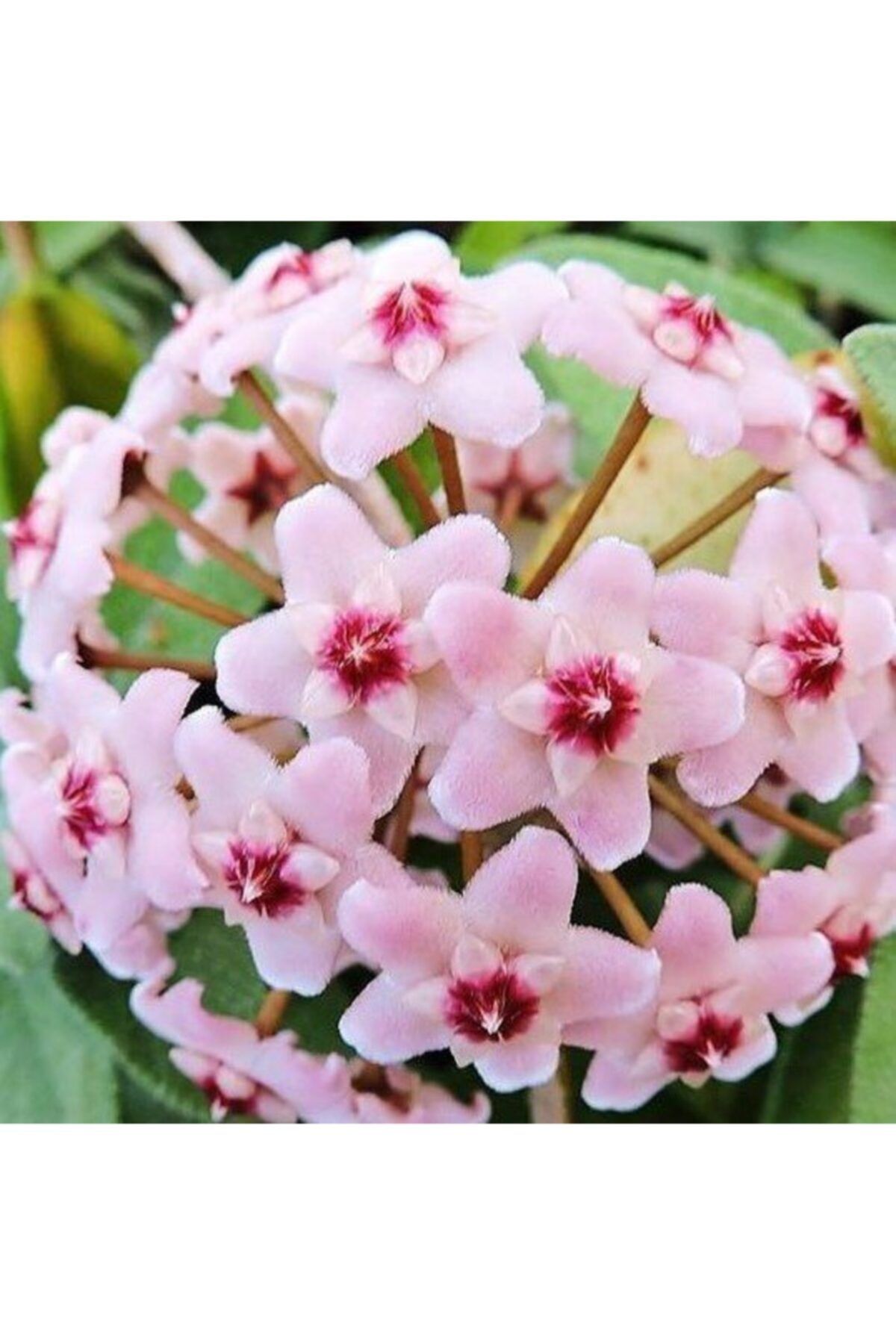 ŞİFAGIDA Mum Çiçeği Pembe Kokulu Hoya Cornasa 1ad