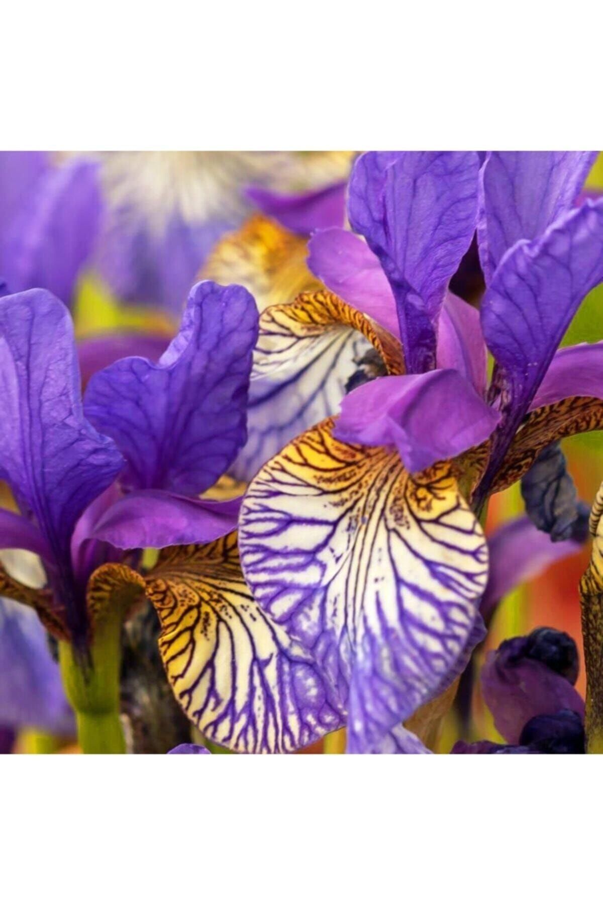 GARDENYA TOHUMCULUK 2 Adet Gökkuşağı Renkli Iris (SÜSEN) Çiçeği Soğanı