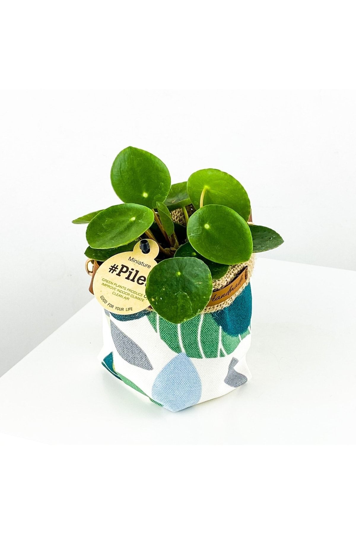 Fidanburada Baby Pilea Peperomioides - Plant Basket