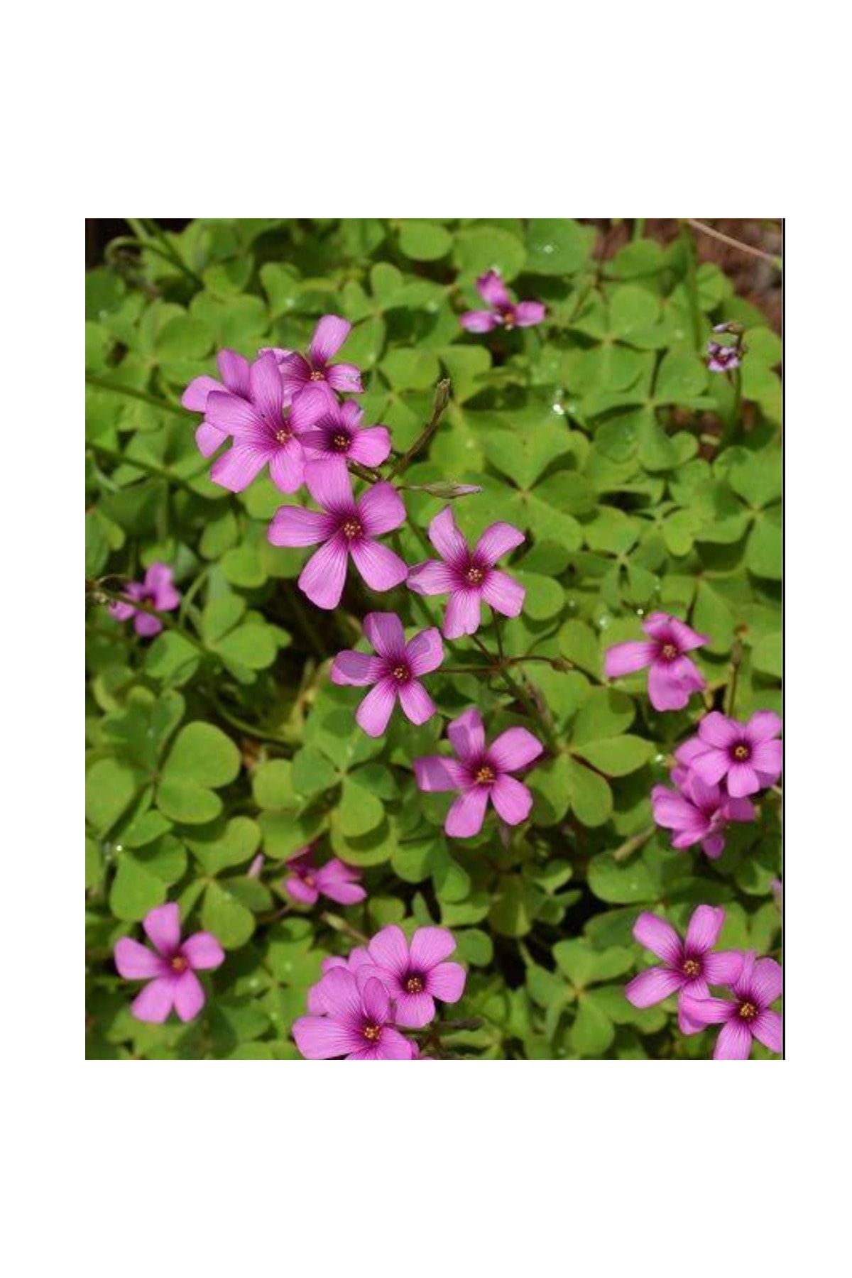 ŞİFAGIDA Süs Yoncası (UYKU ÇİÇEĞİ) Soğanı Pembe Renkli (5 ADET) Oxalis Rosea
