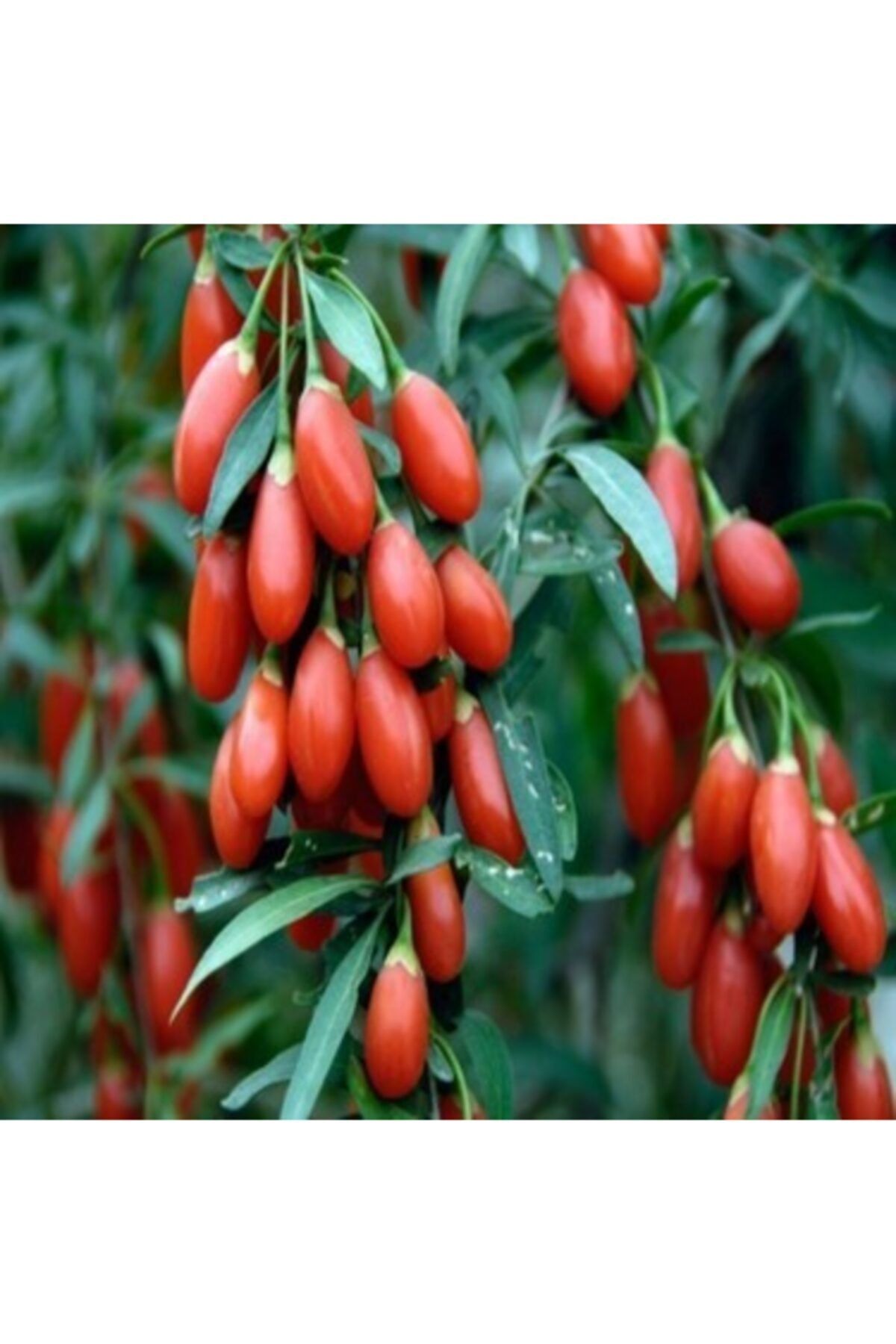 Karabağ Fidancılık Goji Berry Fidanı Tüplü Meyve Verme Yaşında