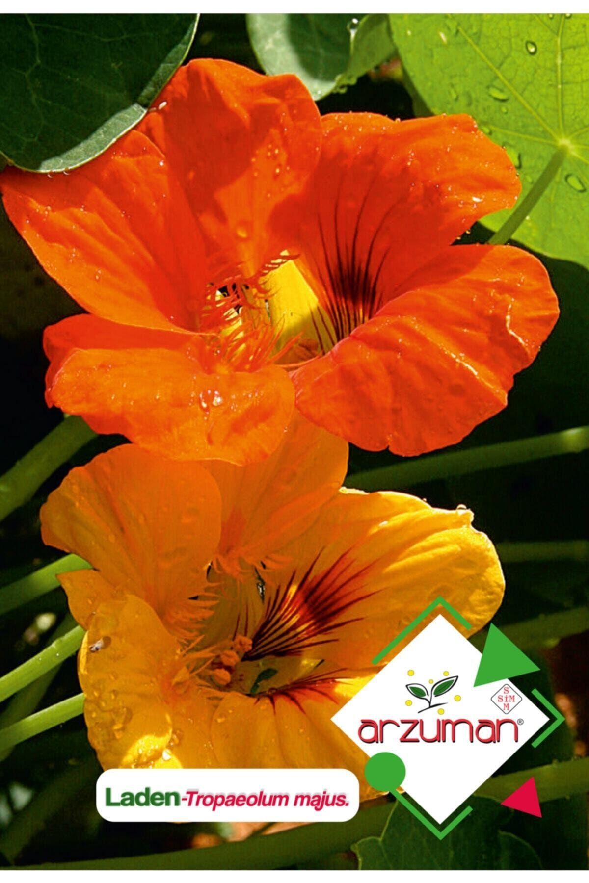Arzuman Laden (tropaeolum Majus) Çiçek Tohumu 6 Adet