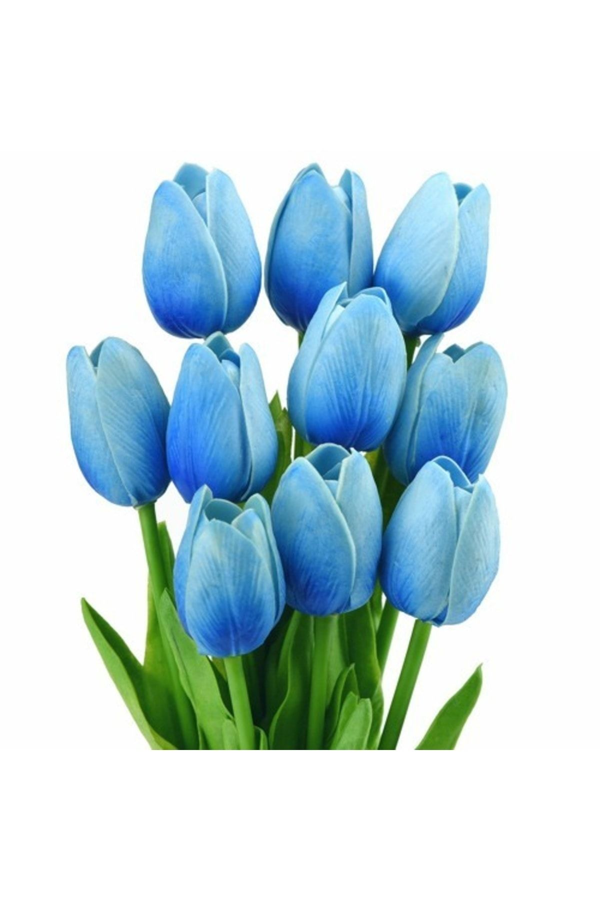 Day 10 Adet Mavi Renk Lale Çiçeği Tohumu + 10 Adet Hediye Hollanda Gülü Çiçek Tohumu
