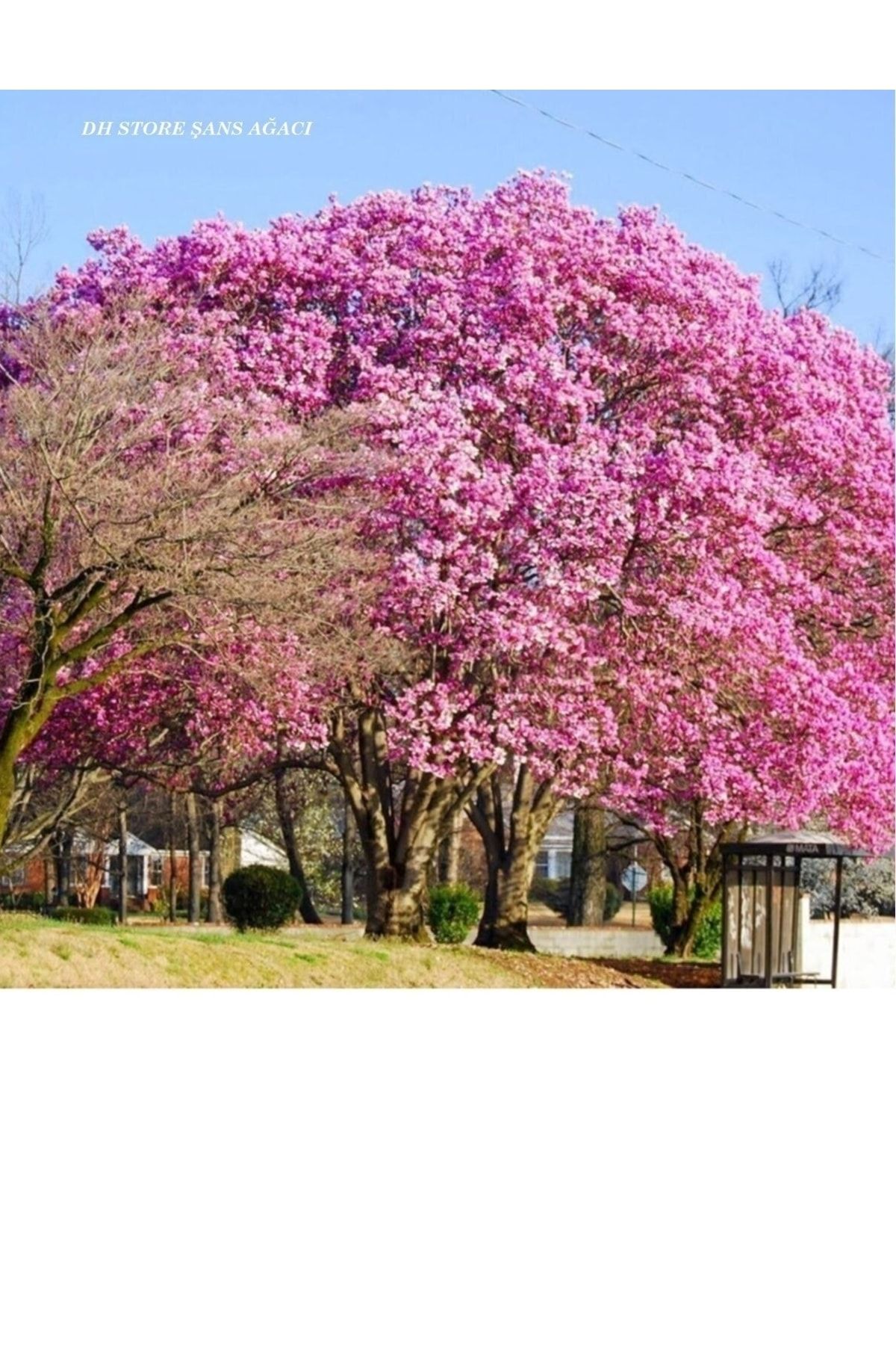 DH STORE Şans Ağacı Pembe Çiçekli Kokulu Japon Çiçeği Fidanı (TÜPLÜ BOL ÇİÇEKLİ)